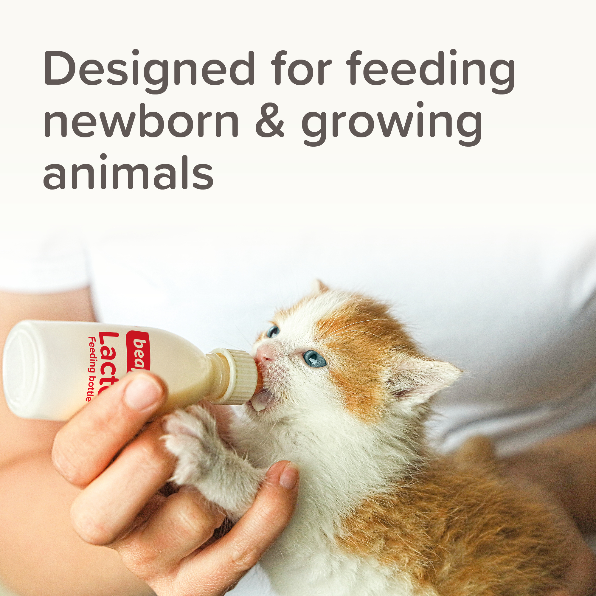 Beaphar Lactol Milk Replacer Feeding Set - Bottle, Teats & Brush for Kittens, Puppies & Small Animals