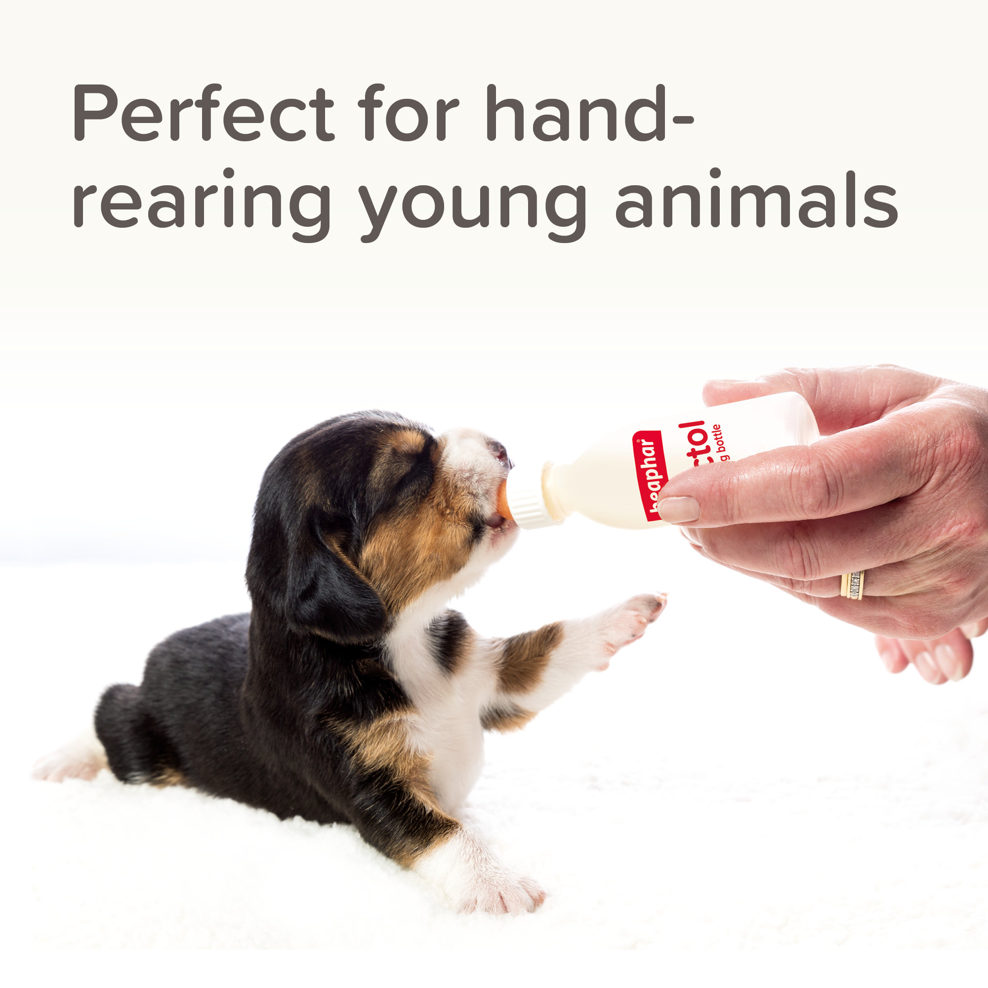 Beaphar Lactol Milk Replacer Feeding Set - Bottle, Teats & Brush for Kittens, Puppies & Small Animals