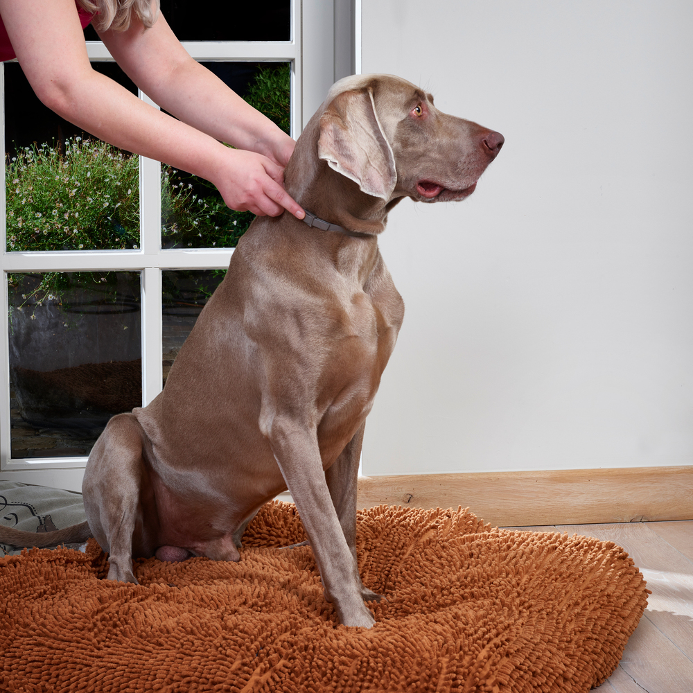 CANICOMFORT®, Collier calmant aux phéromonespour chien