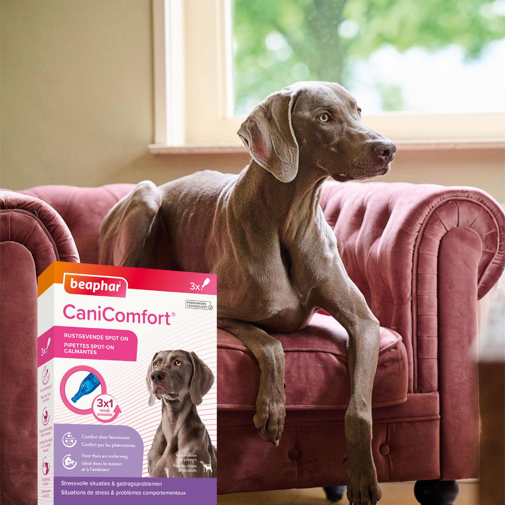 Beaphar CaniComfort®  Rustgevende Spot-On 3 pipetten