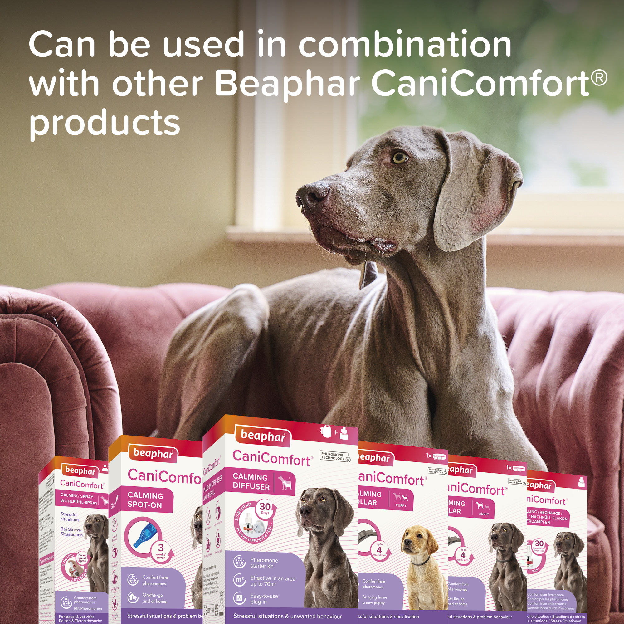 Beaphar CaniComfort® Pheromone Calming Spot-On for Dogs, 3 pipettes