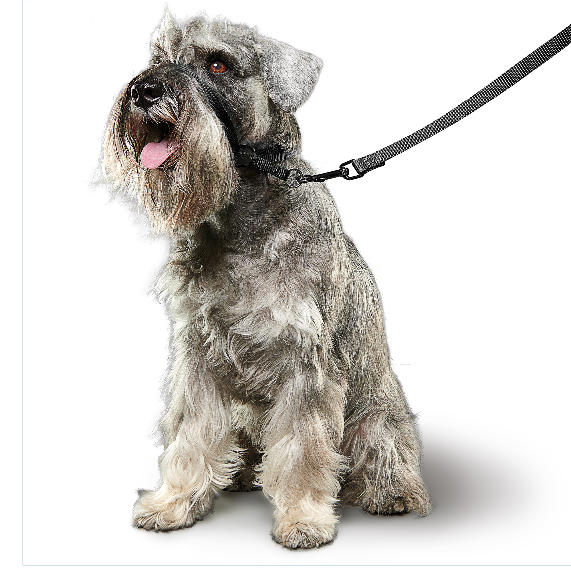 Beaphar Gentle Leader® Black Head Collar for Small Dogs