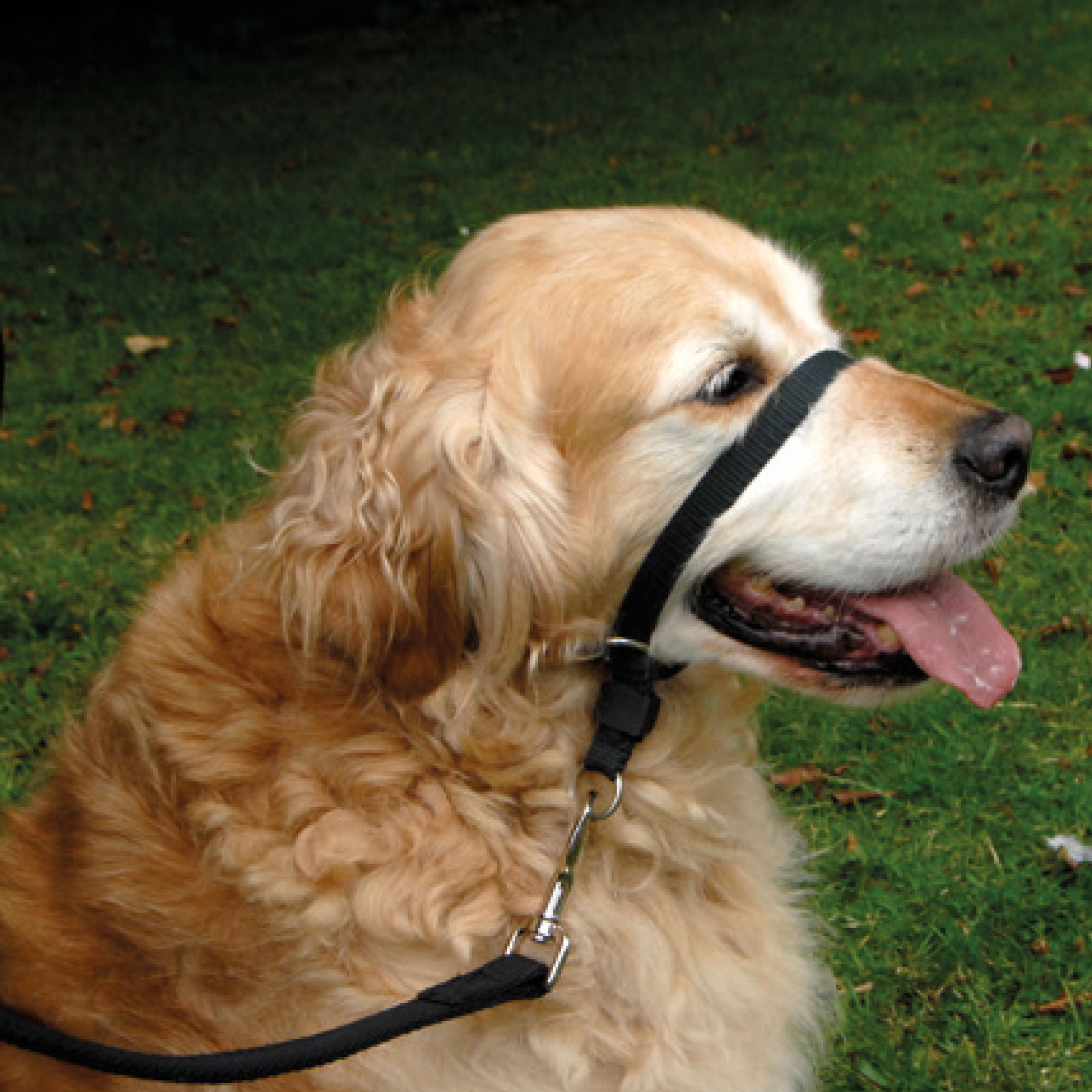 Gentle Leader® fejhám nagytestű kutyáknak (fekete)