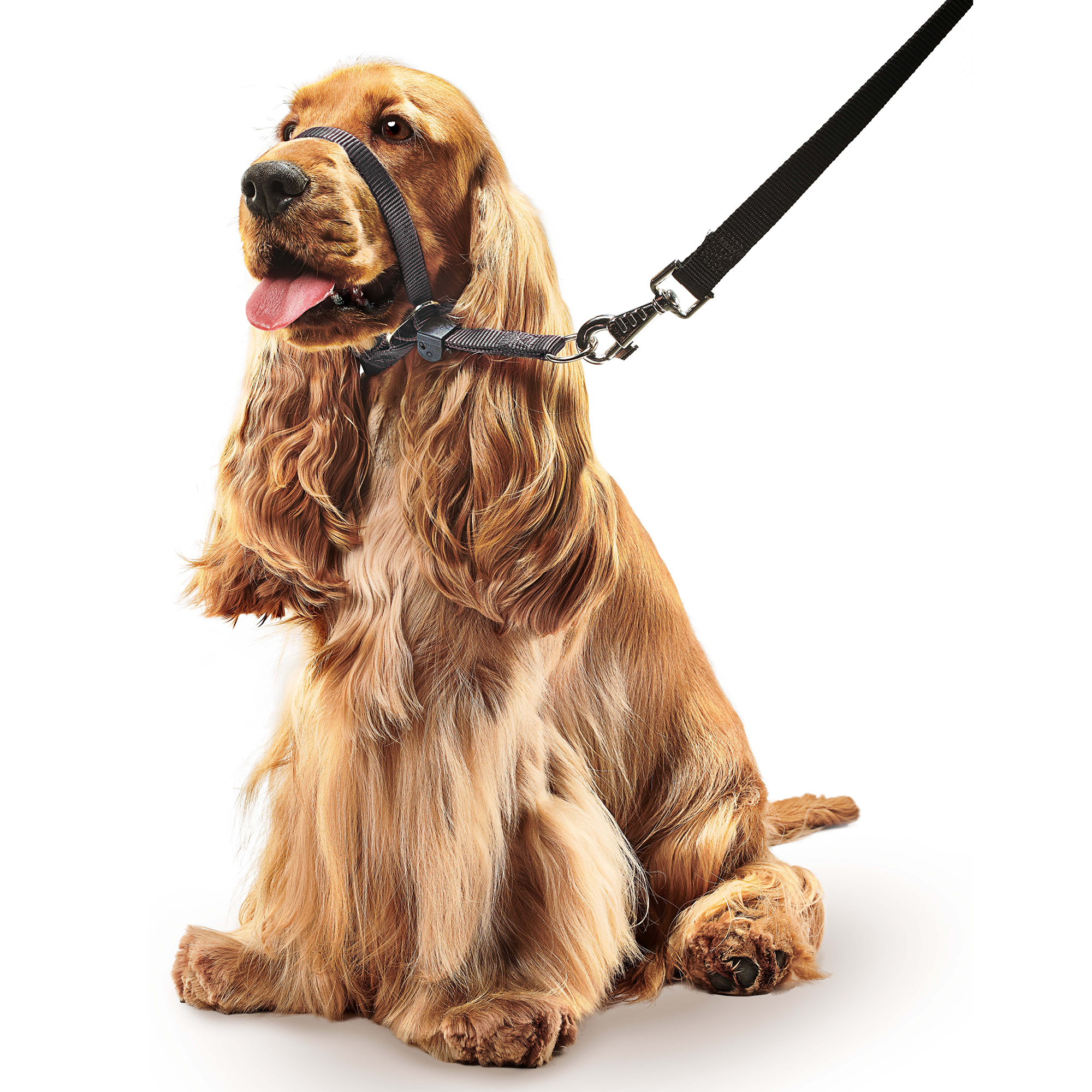 Beaphar Gentle Leader® Black Head Collar for Medium Dogs