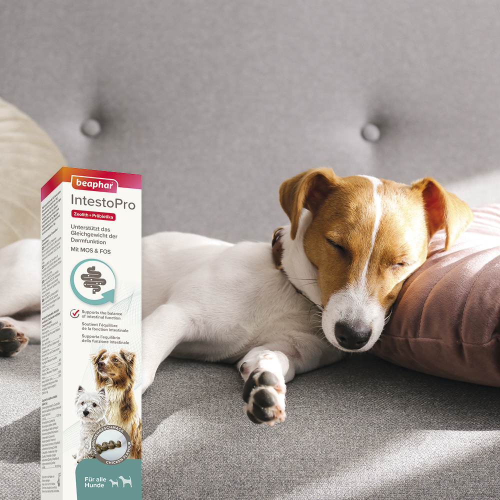 Beaphar IntestoPro Paste für Hunde, 2x20ml