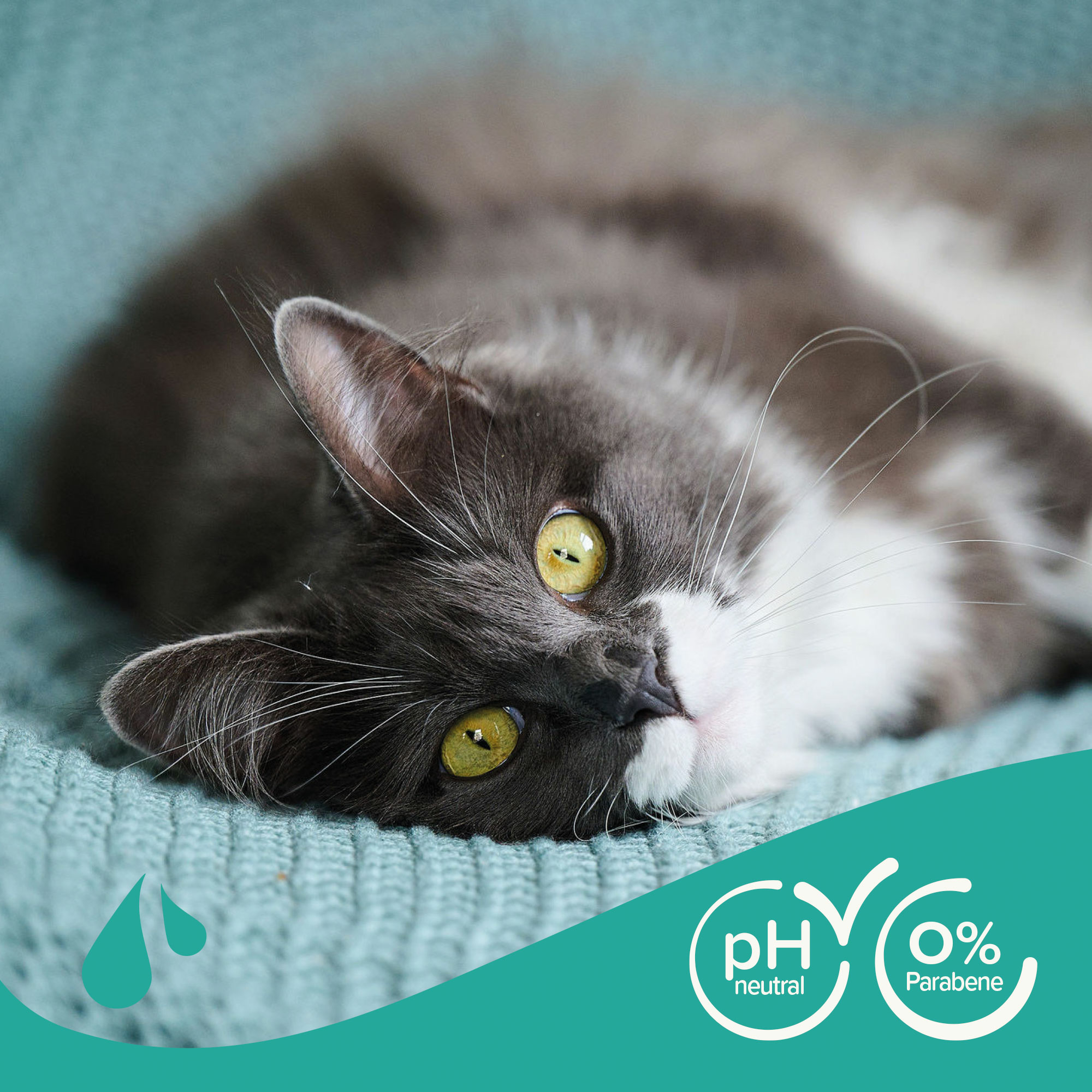 Beaphar Shampoo für Katzen, 250ml