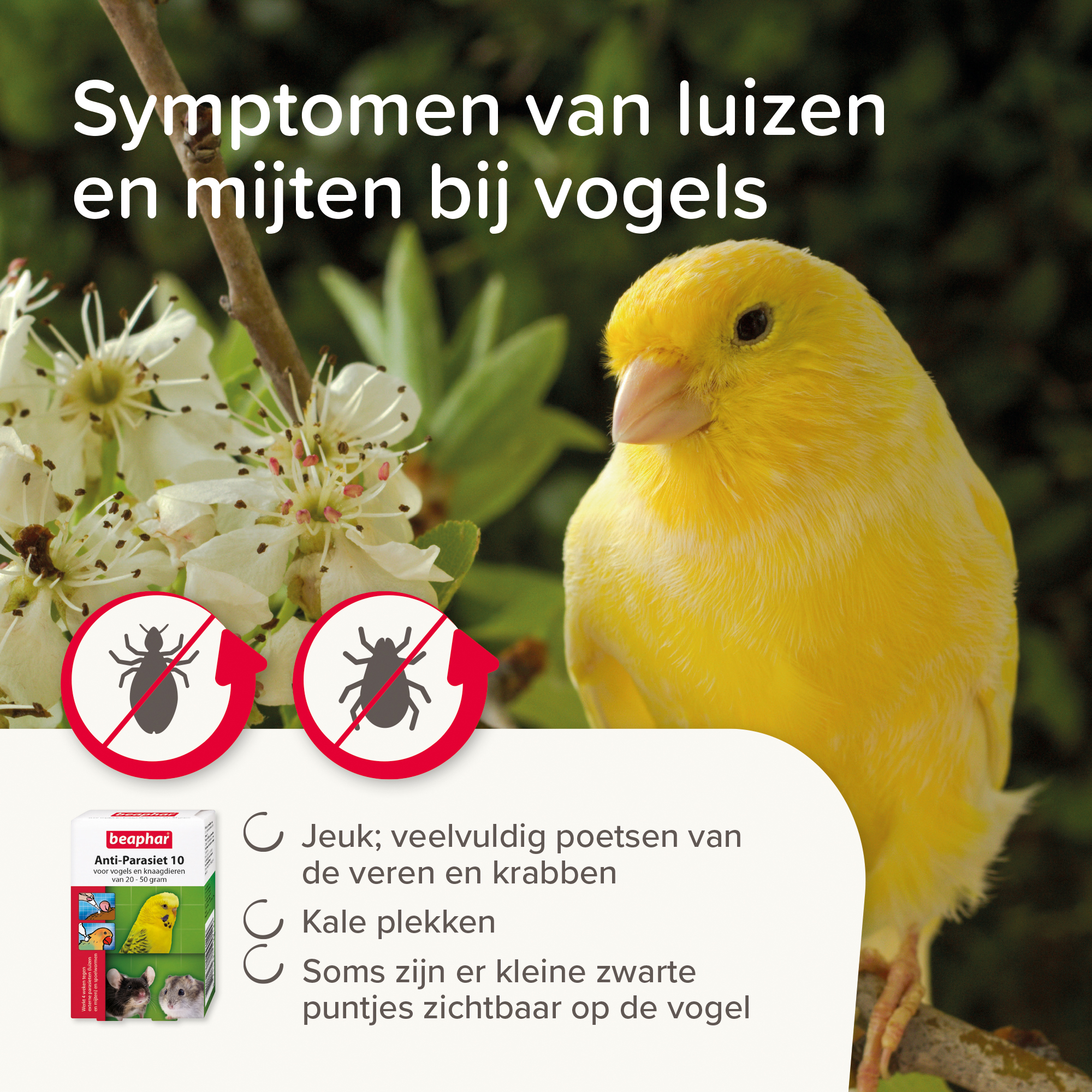 Beaphar Anti-Parasiet 10 voor vogels en knaagdieren van 20-50 gram