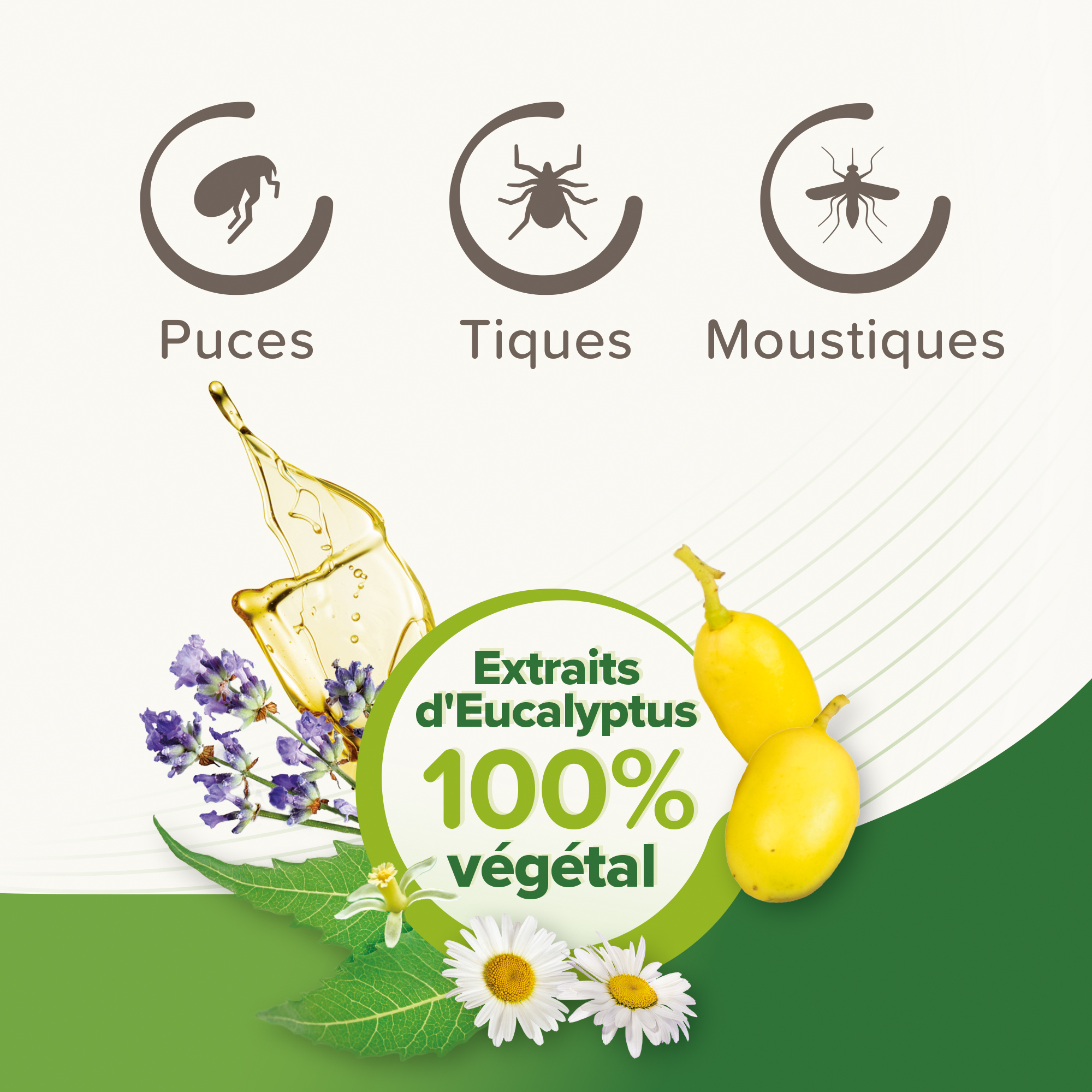 Pipettes répulsives antiparasitaires à l'Eucalyptus pour chat