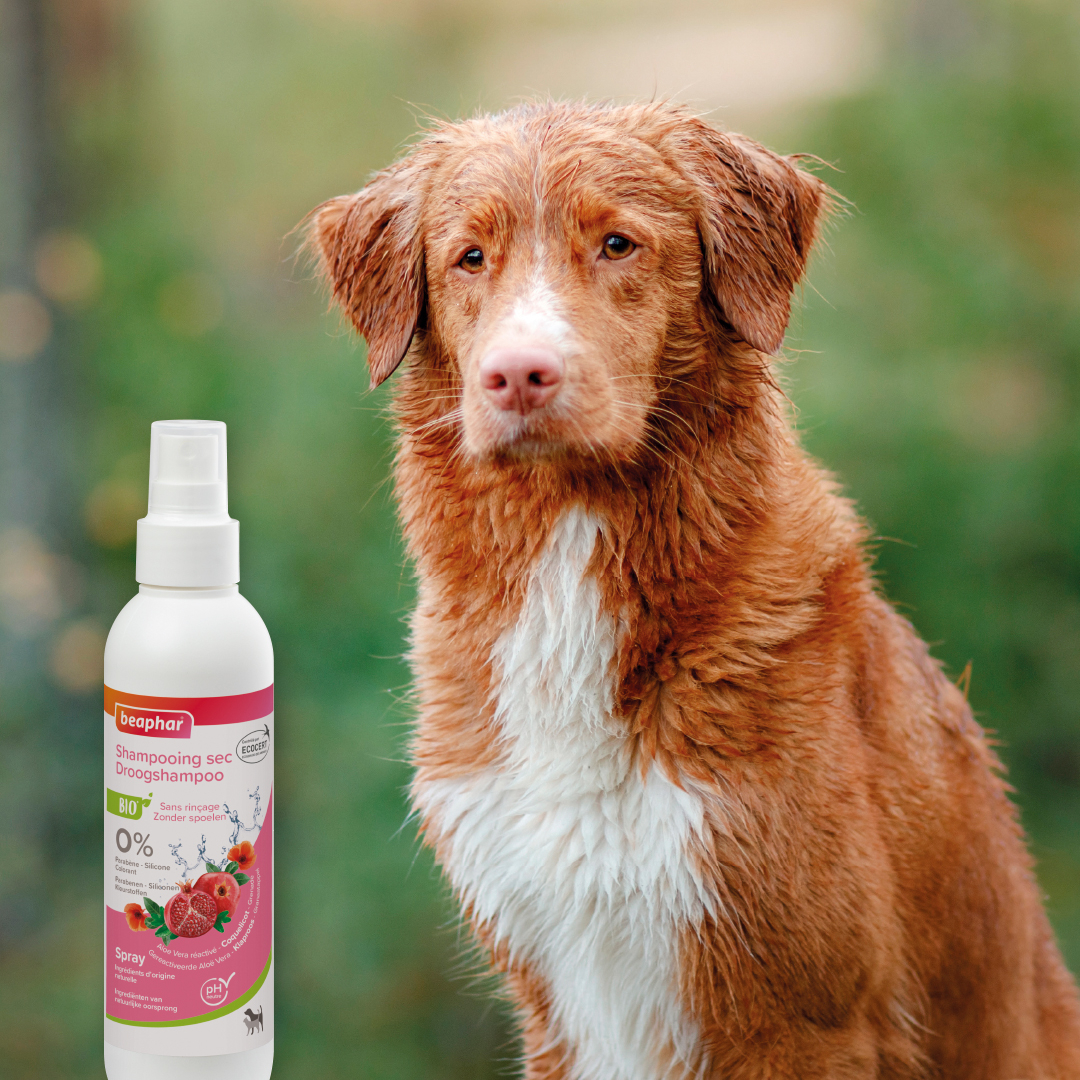 Bio organikus szárazsampon kutyáknak és macskáknak