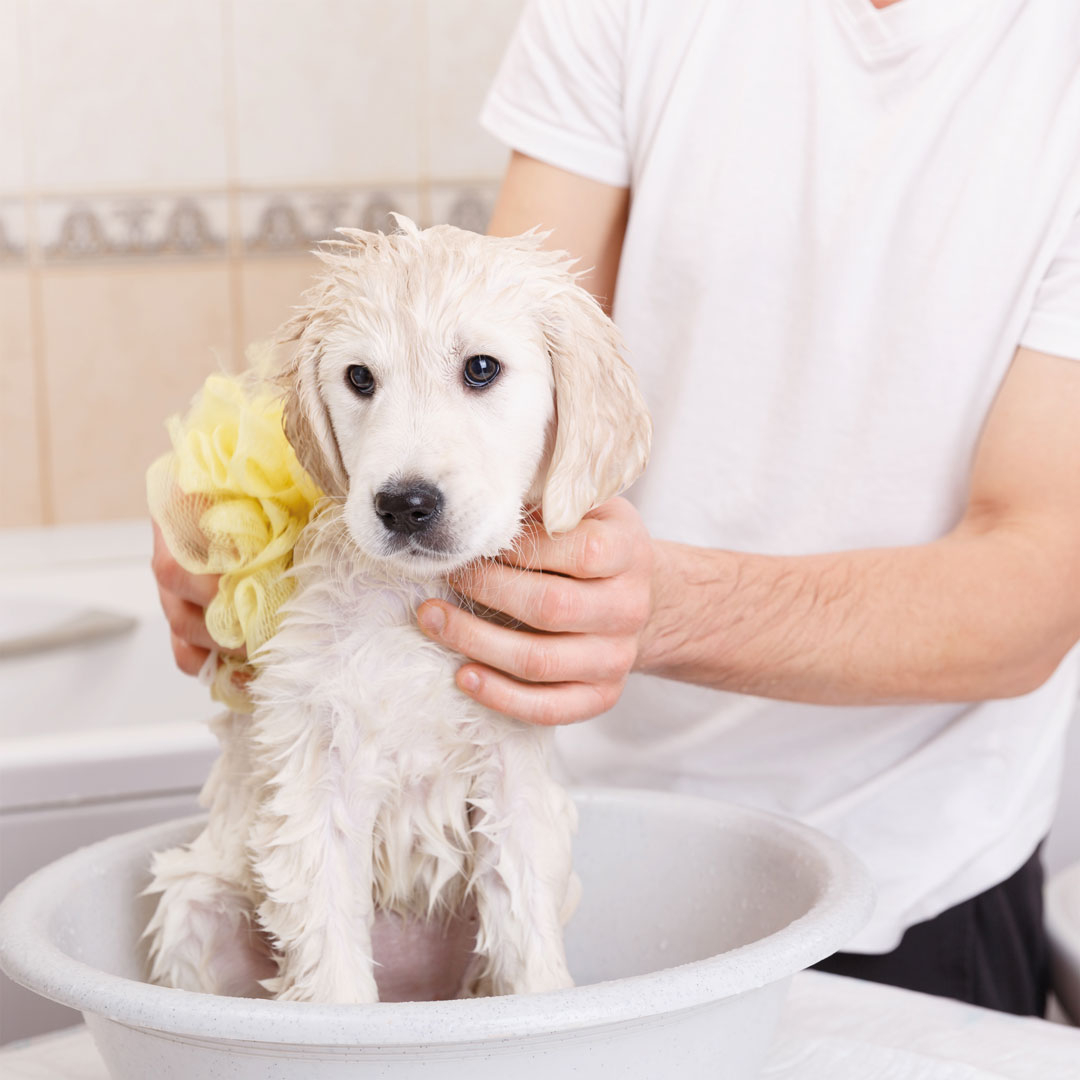 Sampon kölyökkutyáknak kamillával