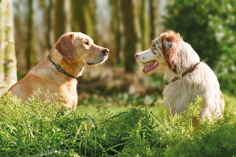 Canishield® nyakörv (48 cm)