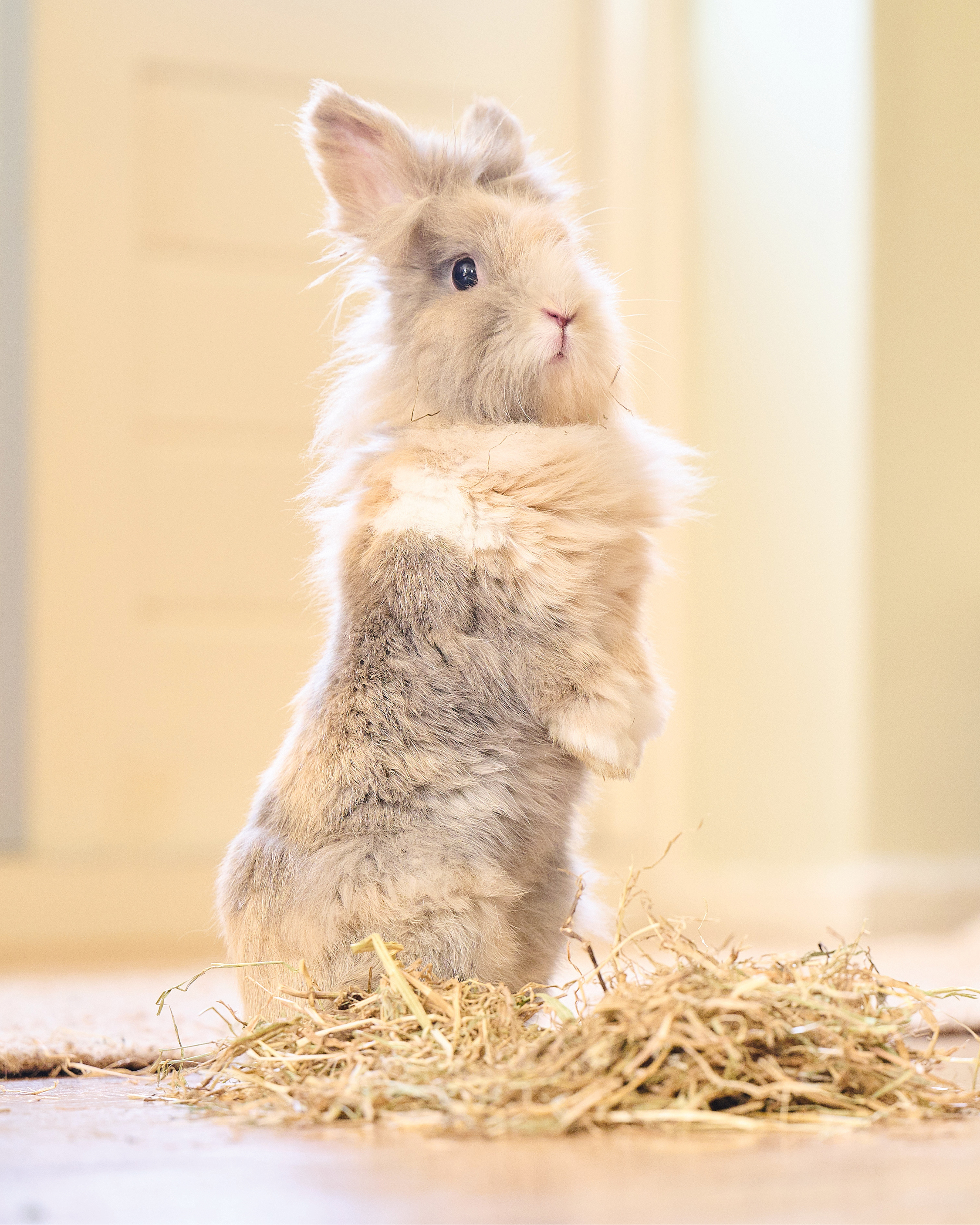 Care+® Széna nyulaknak és rágcsálóknak, 1kg