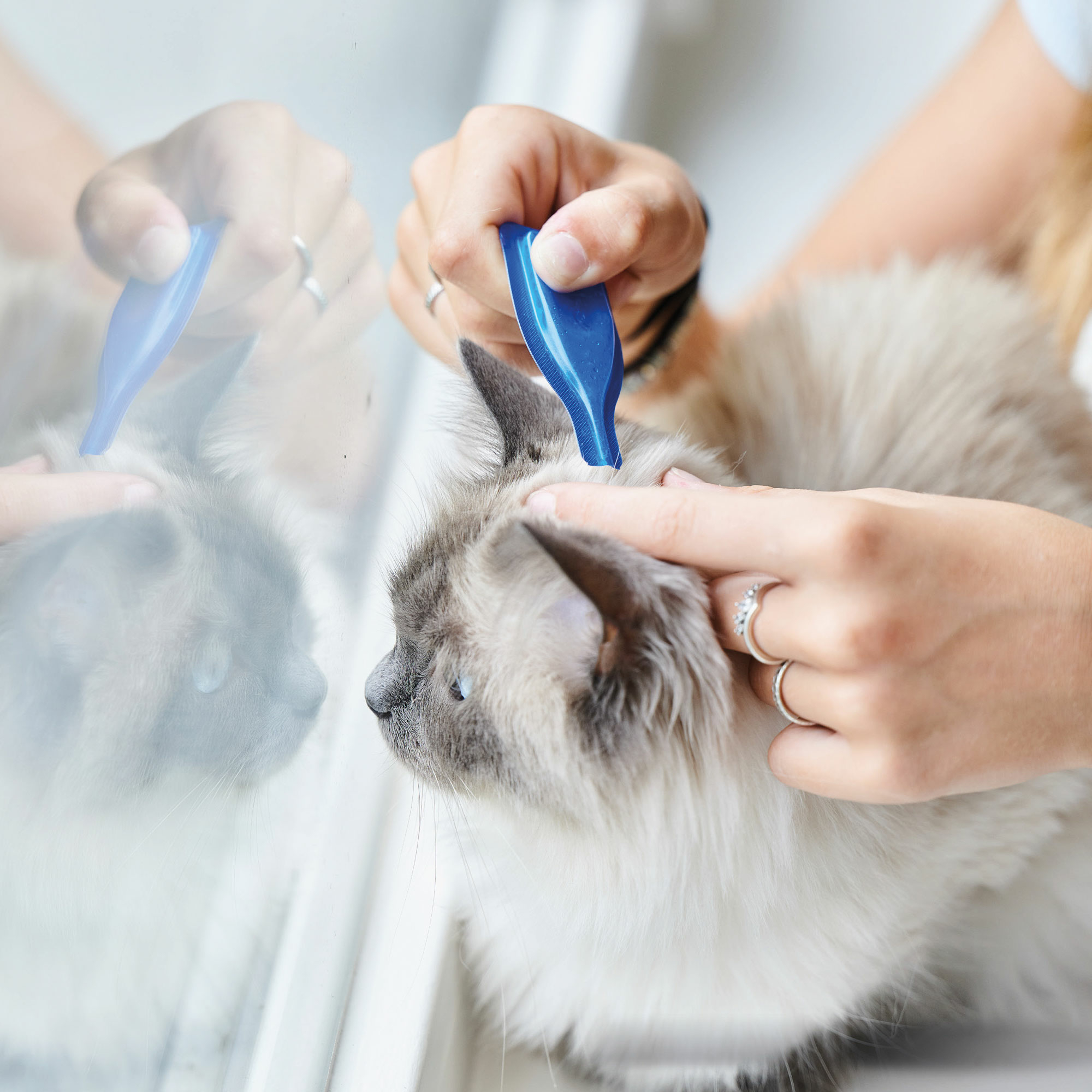 Beaphar Calming Spot On Pipetas Calmantes para Gato - 3 x 0.4ml