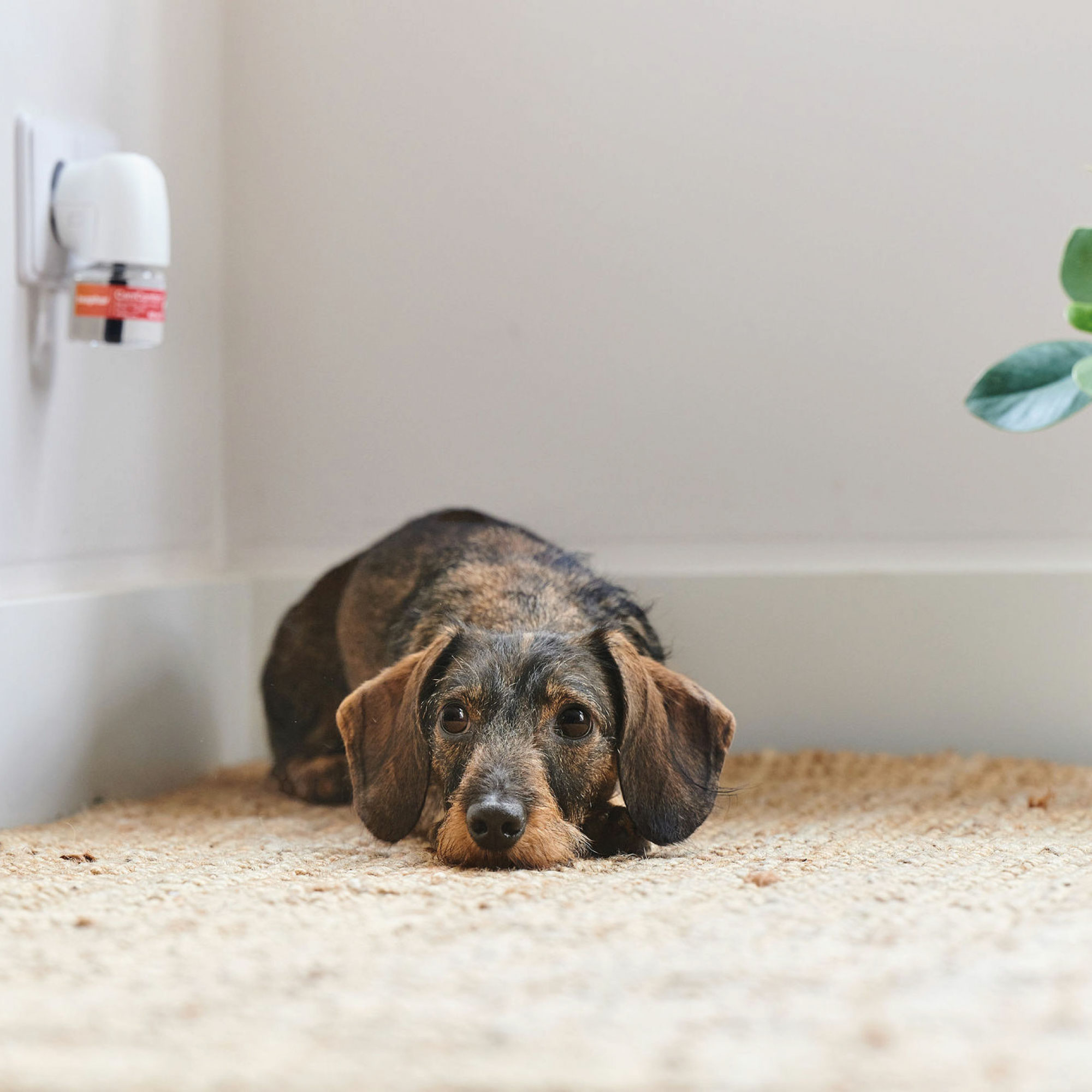 Beaphar CaniComfort® Kit Iniciación: Difusor y Recambio Perros - 48ml