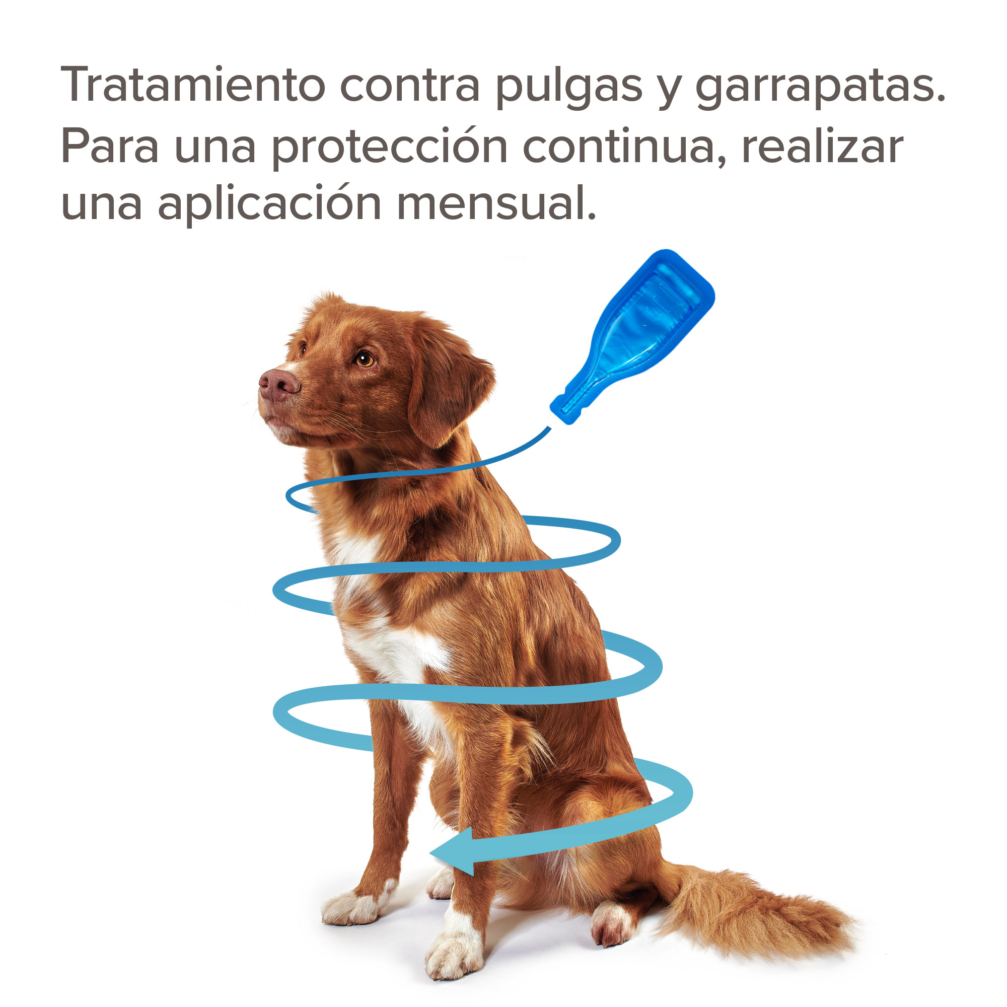 Beaphar FIPROtec® Pipeta Antiparasitaria Perro Mediano (10-20kg) - 4 Pipetas