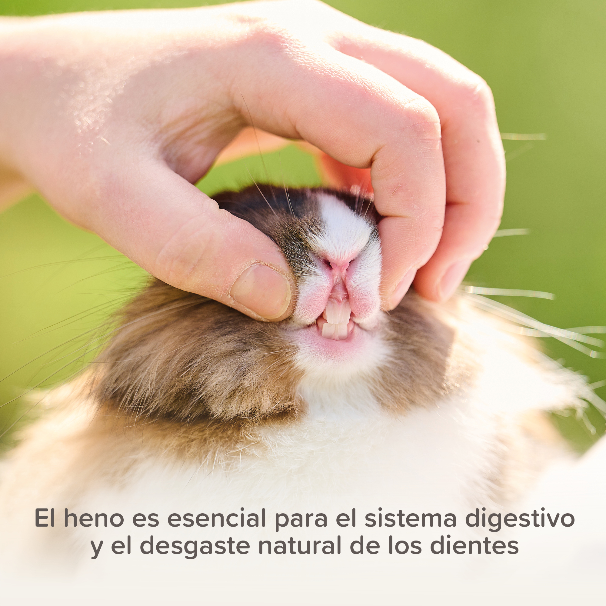 Beaphar Care+ Heno Timothy - 1kg