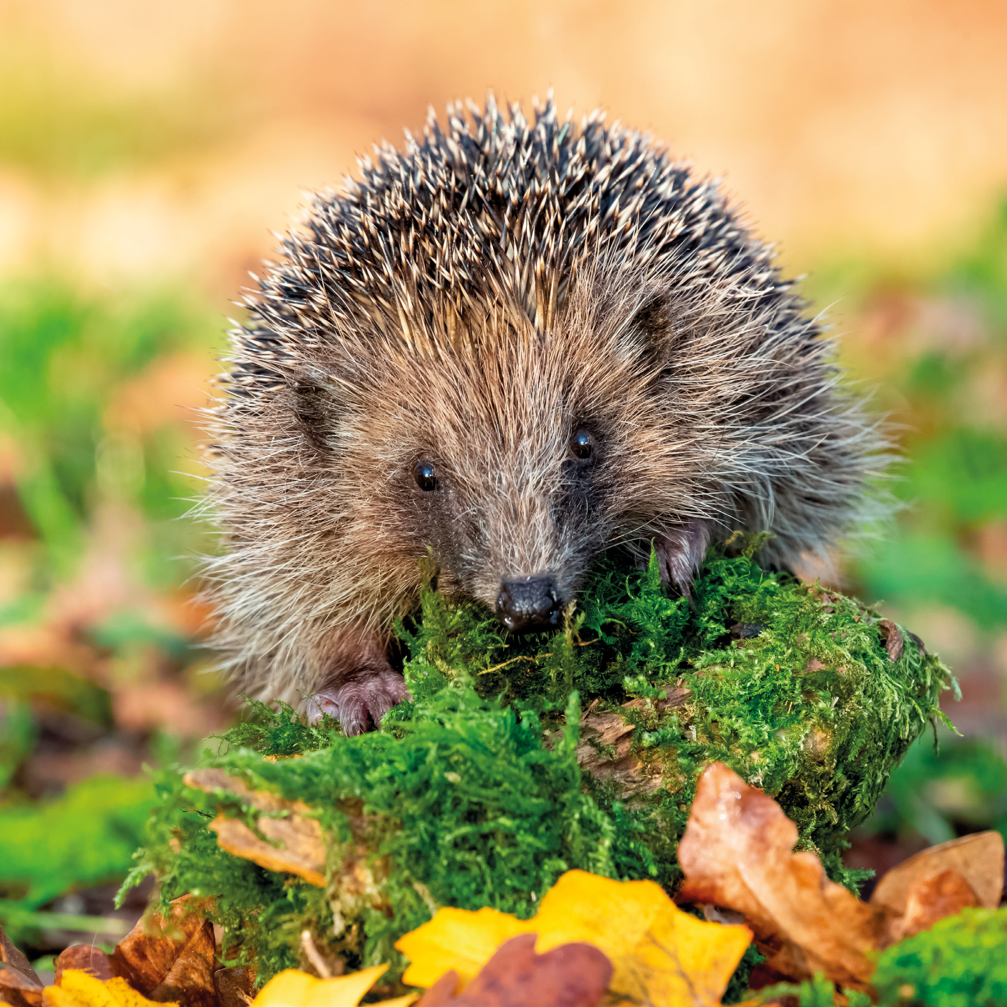 Alimentación completa para Erizos - 1KG