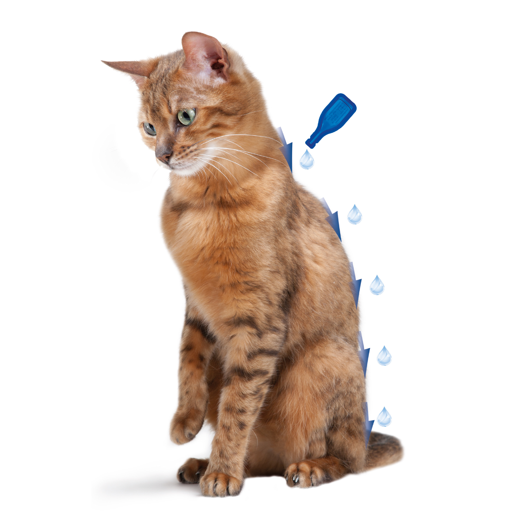 Beaphar DIMETHIcare Line-on Kat 6 pipetten