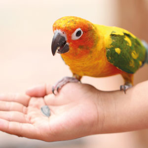 B-vitamin cseppek, 50 ml