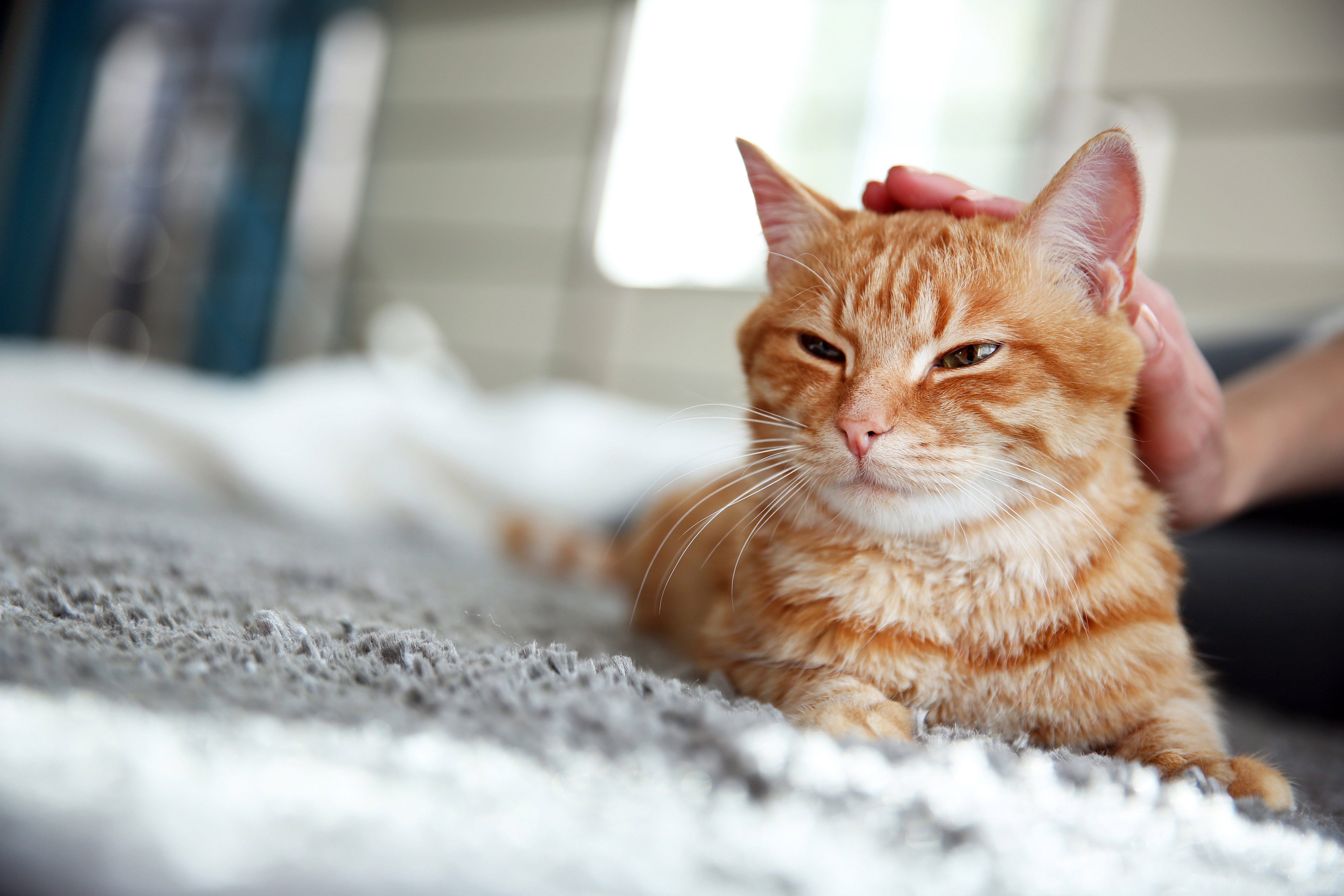 CatComfort® nyugtató hatású feromonos spray