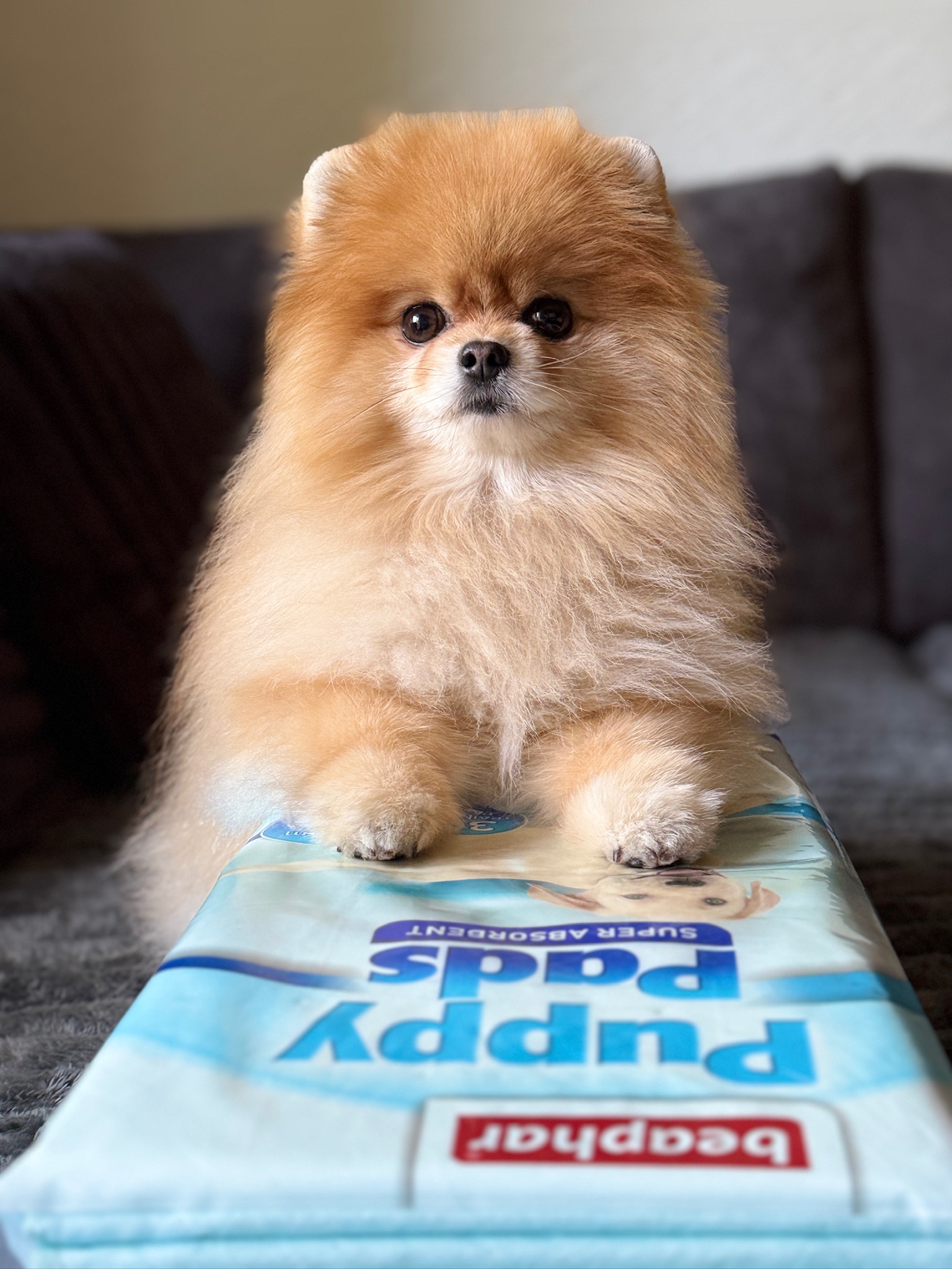 Puppy Pads kutyapelenka, 14db