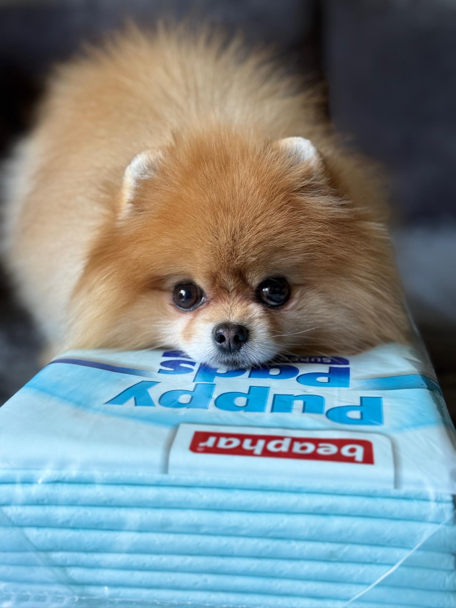 Puppy Pads kutyapelenka, 14db