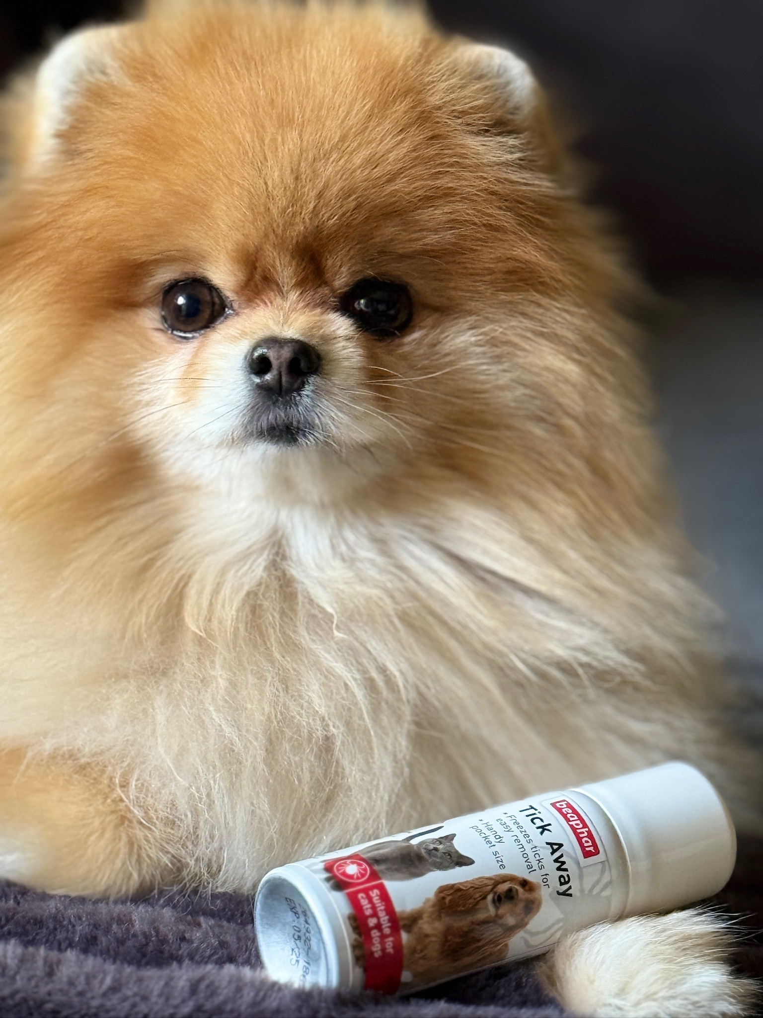 Tick Away kullancsfagyasztó spray