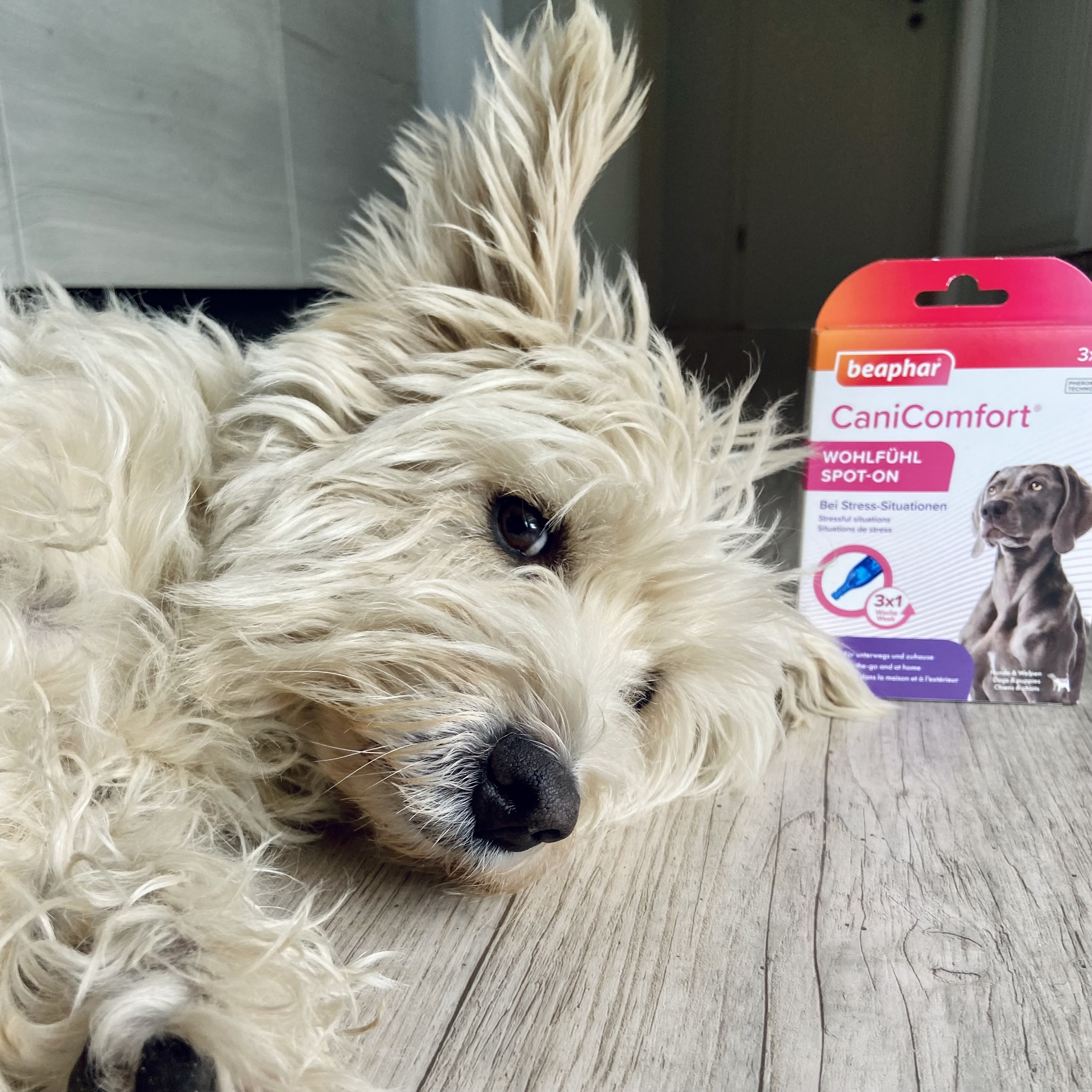 CaniComfort® nyugtató hatású feromonos spot-on