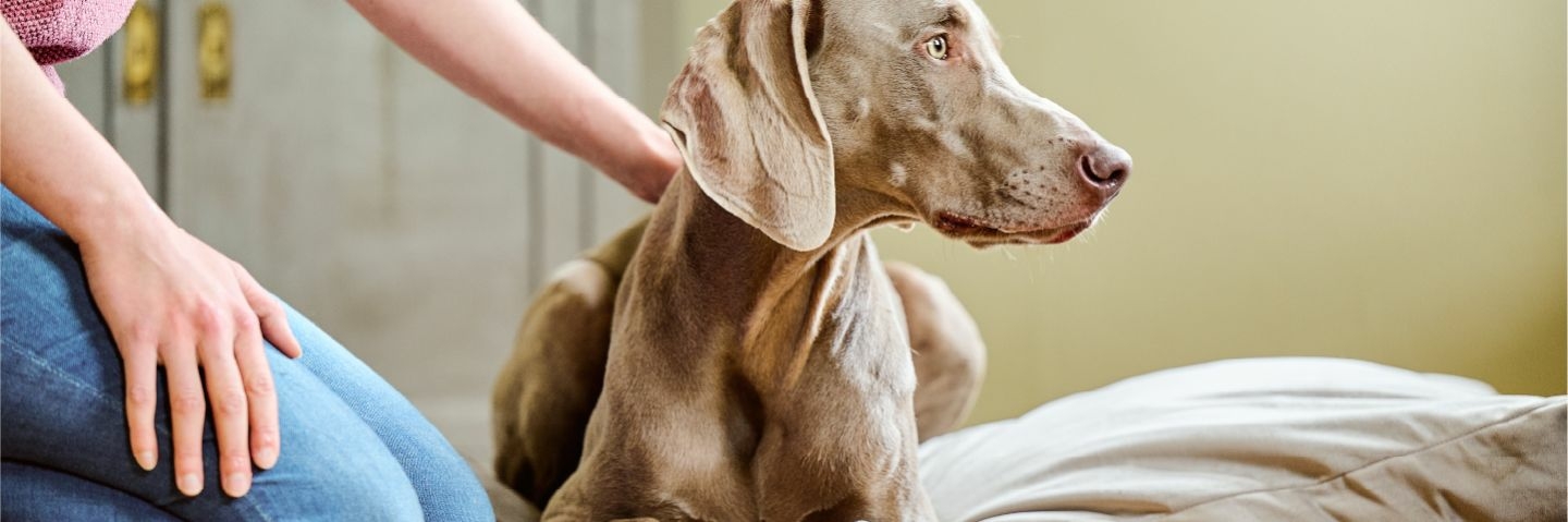 Nyugtató hatású nyakörv kutyáknak