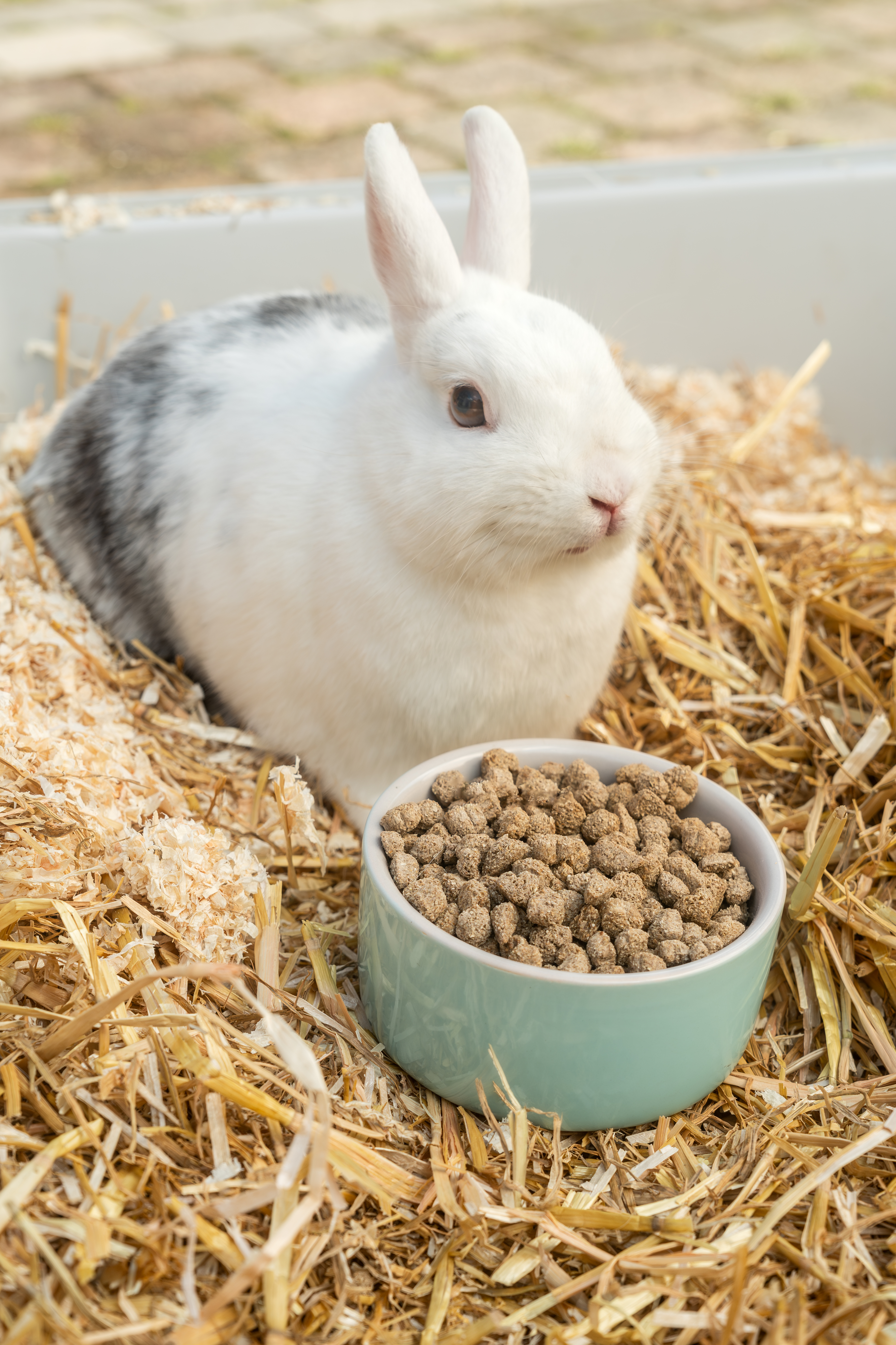 Care+® teljesértékű eledel felnőtt nyulaknak, 5kg