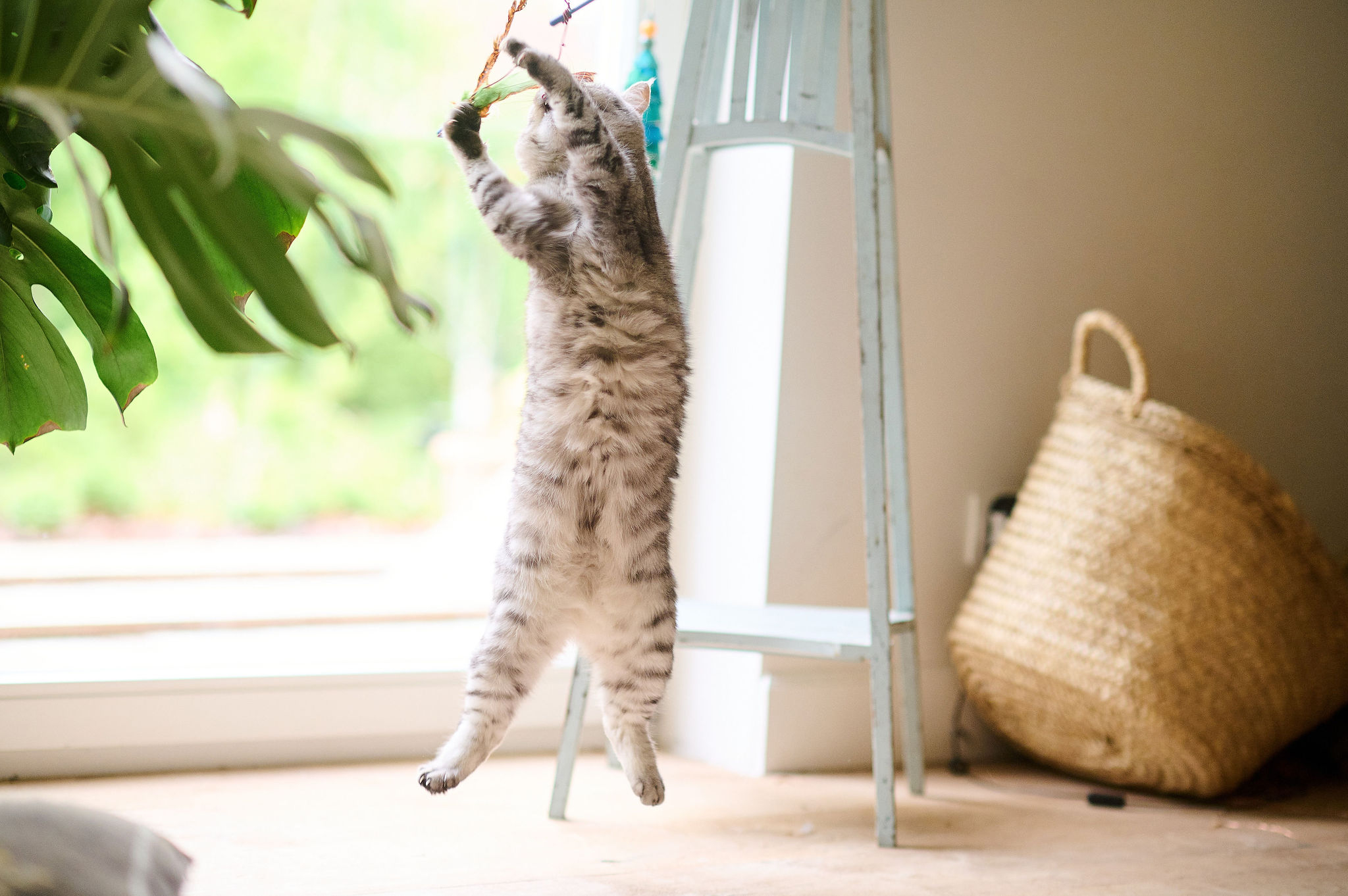 Flexifit® jutalomfalat macskáknak, 35g