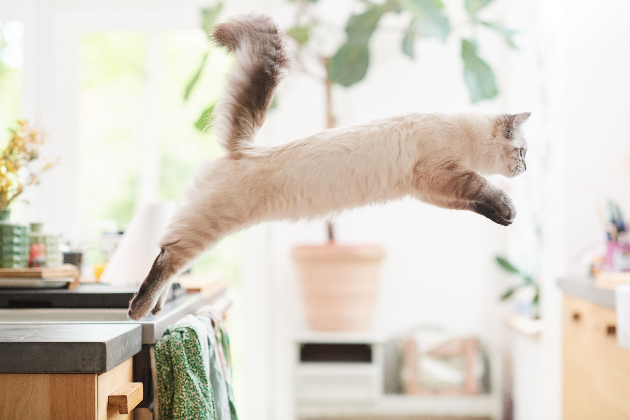 Flexifit® paszta kutyáknak és macskáknak