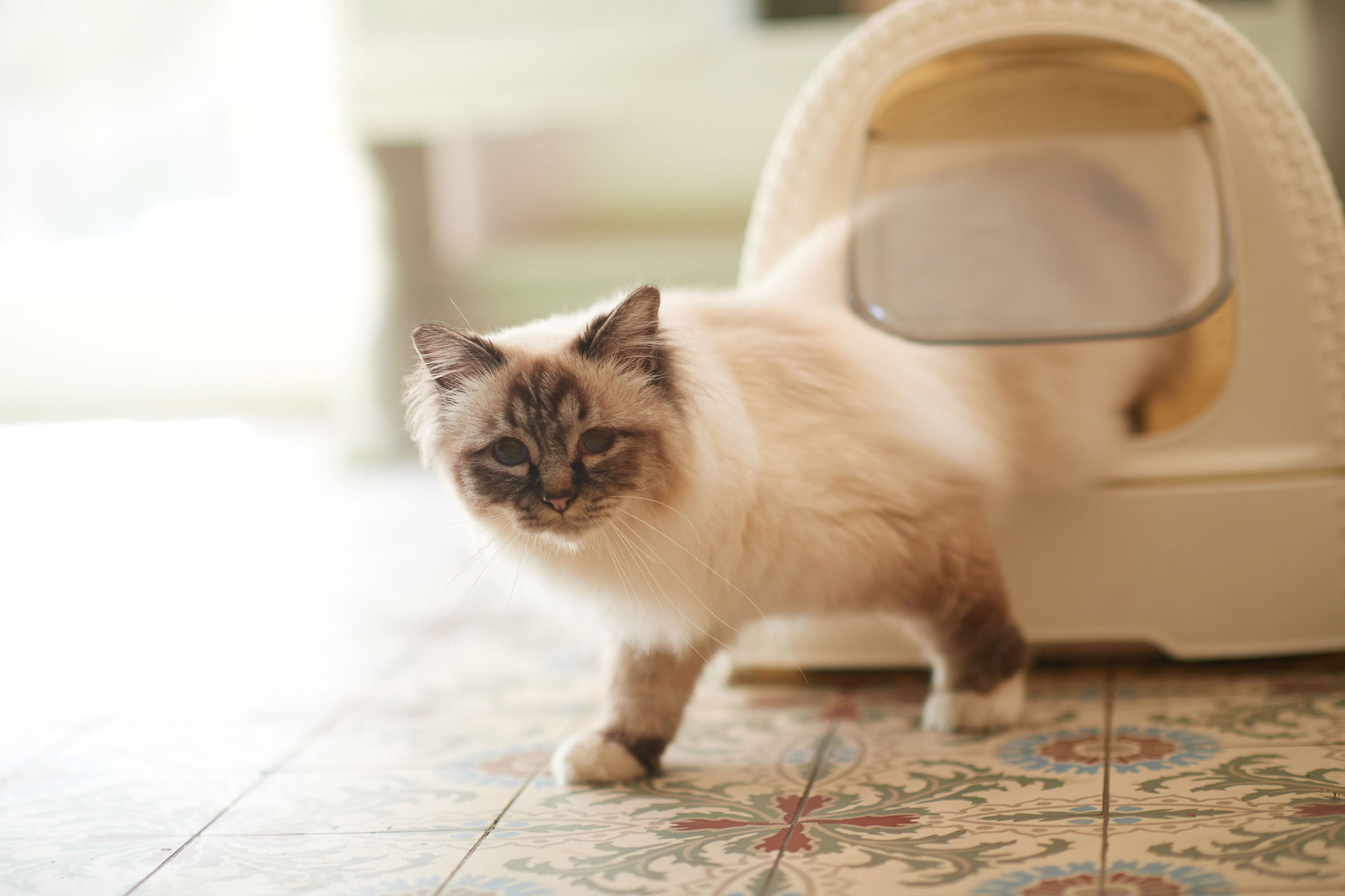 Macskaalom-szagtalanító spray