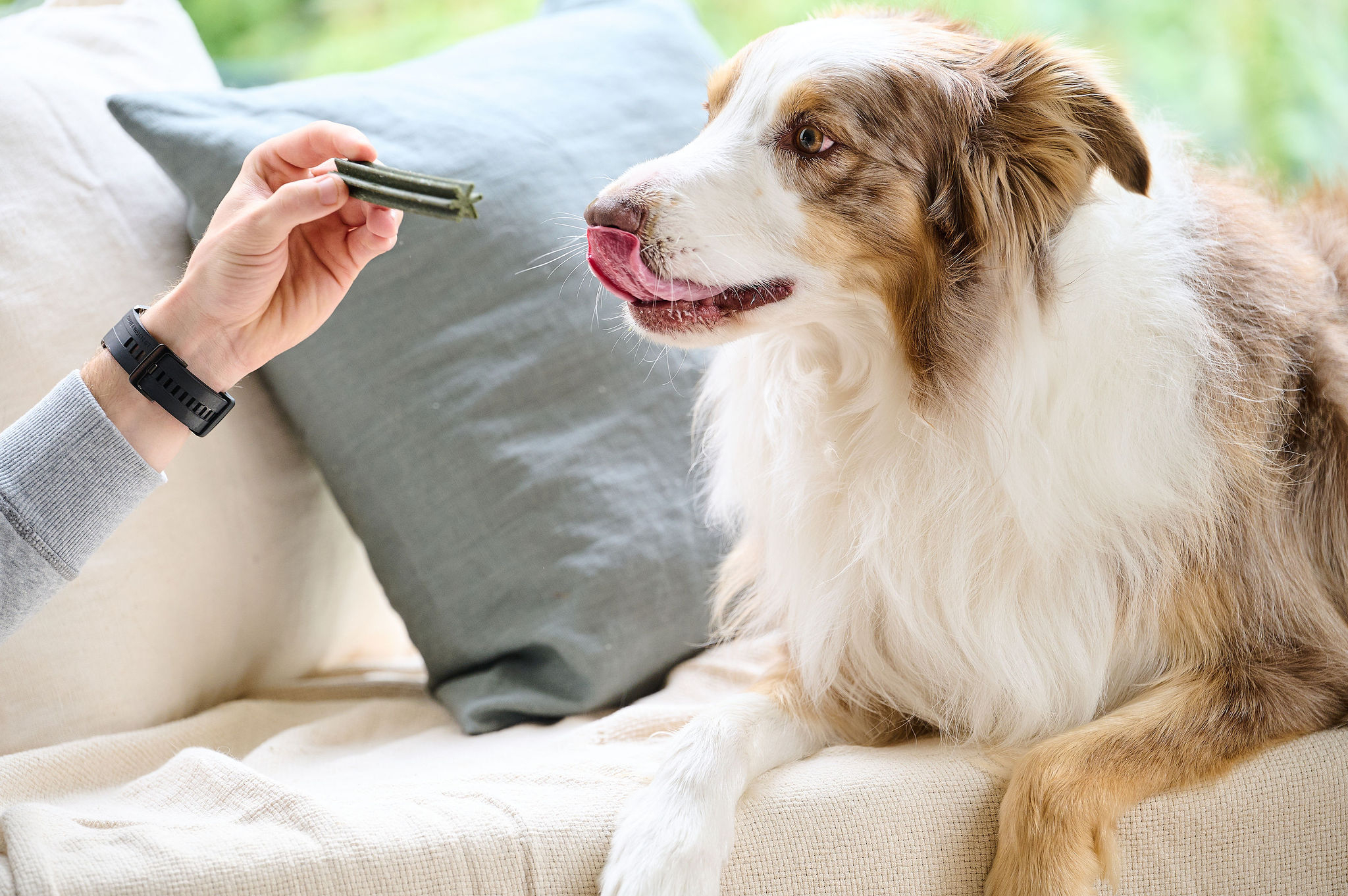 Fogtisztító rágórúd nagytestű kutyáknak, M/L