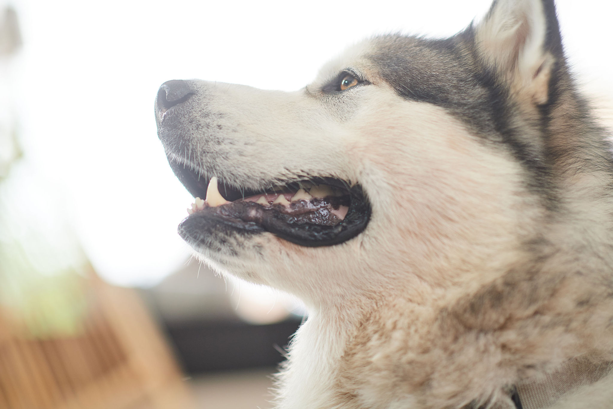 Fogtisztító rágórúd nagytestű kutyáknak, M/L