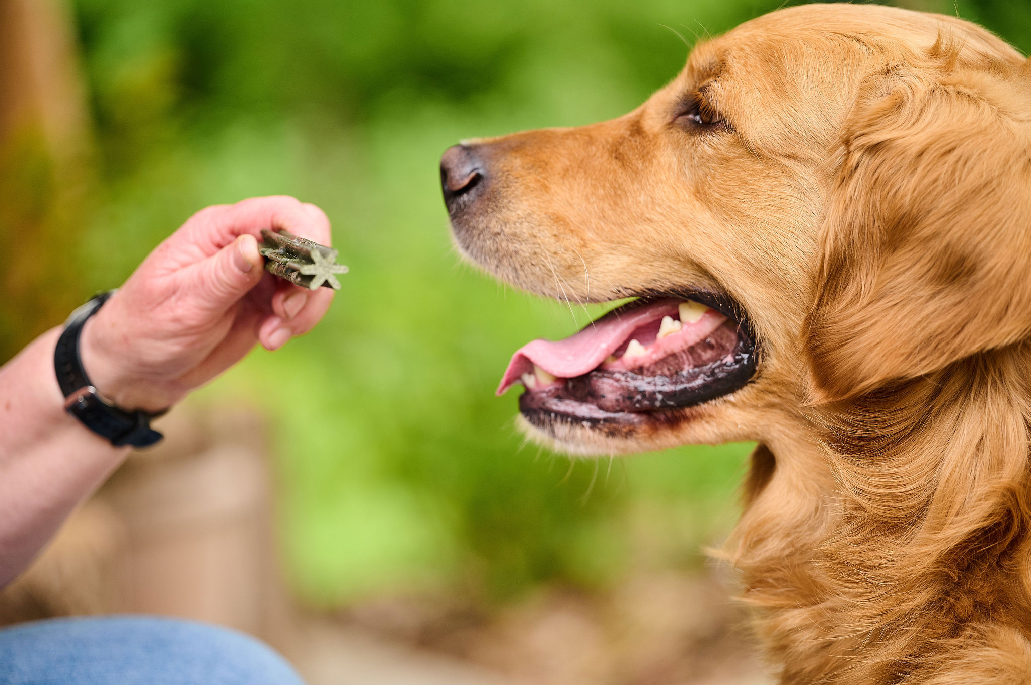 Fogtisztító rágórúd nagytestű kutyáknak, M/L