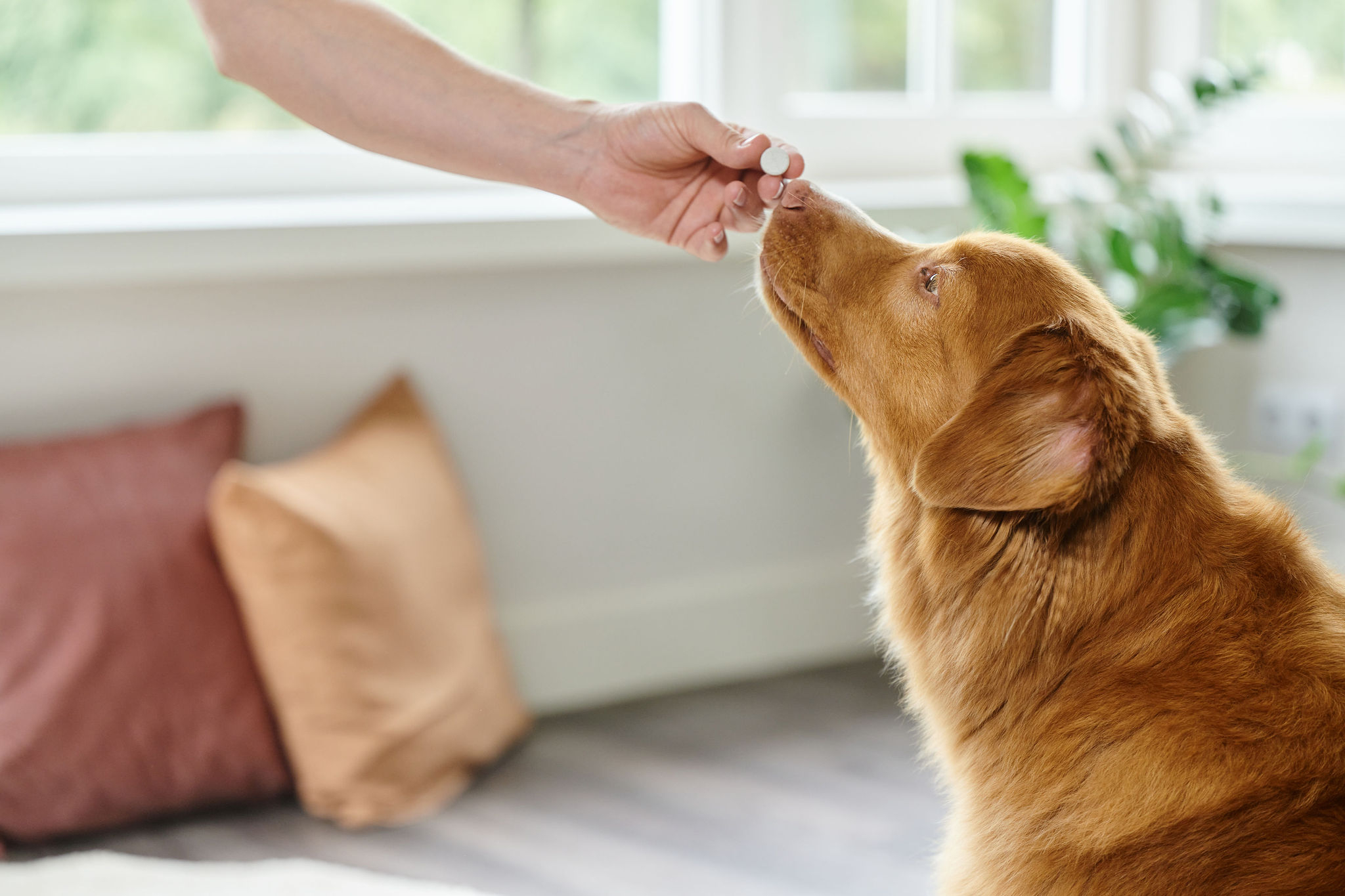 Friss lehelet tabletta