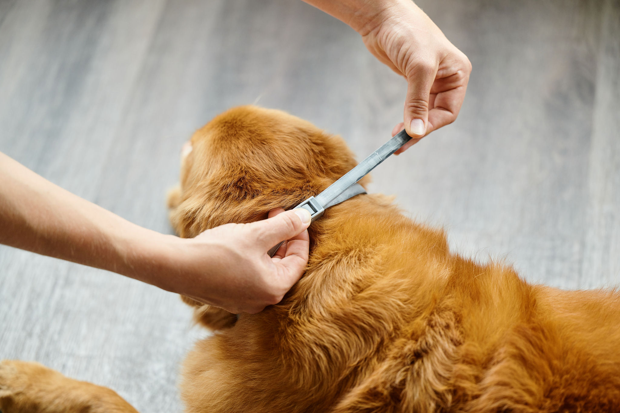 Canishield® nyakörv (48 cm)