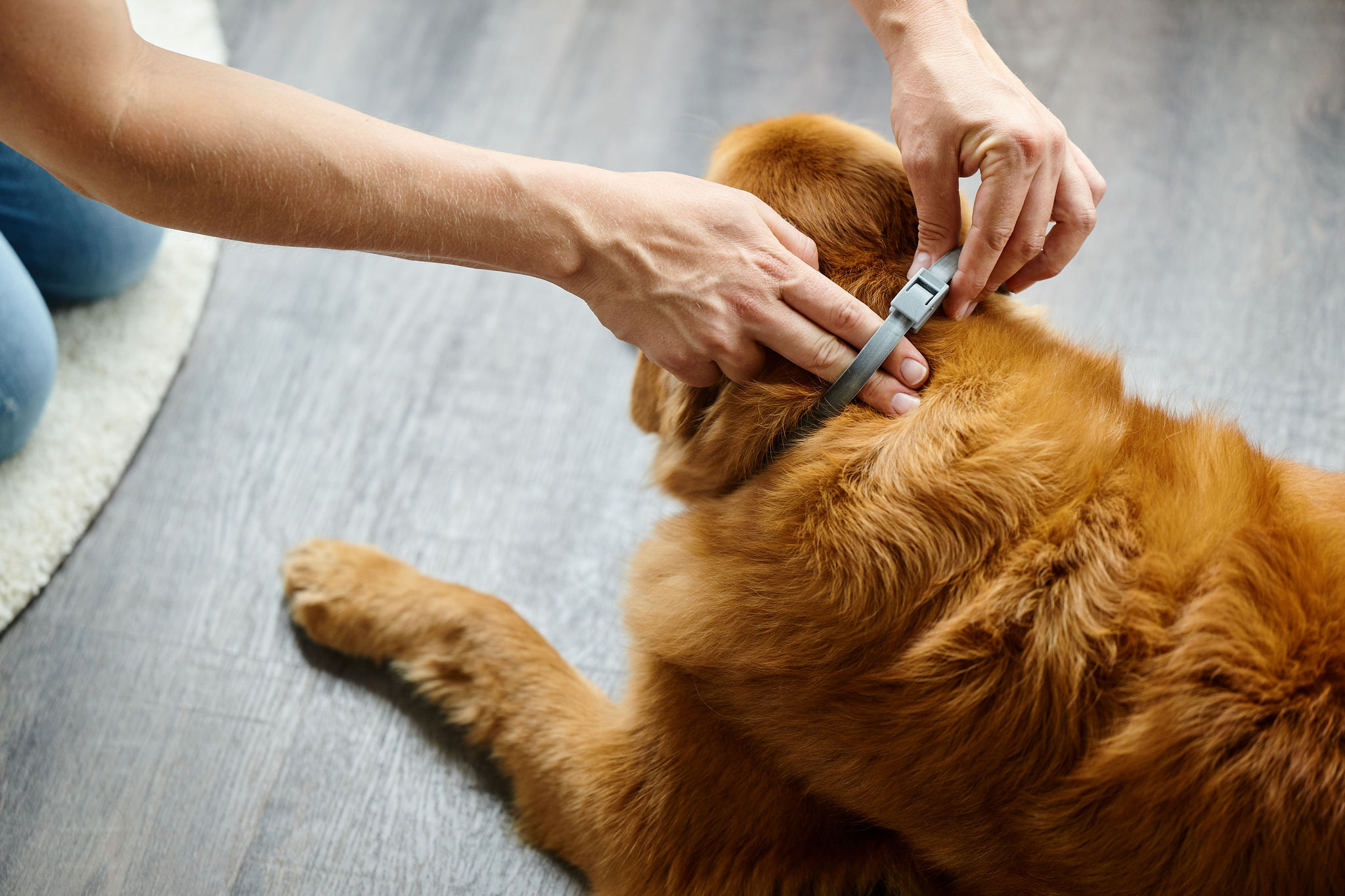 Canishield® nyakörv (48 cm)