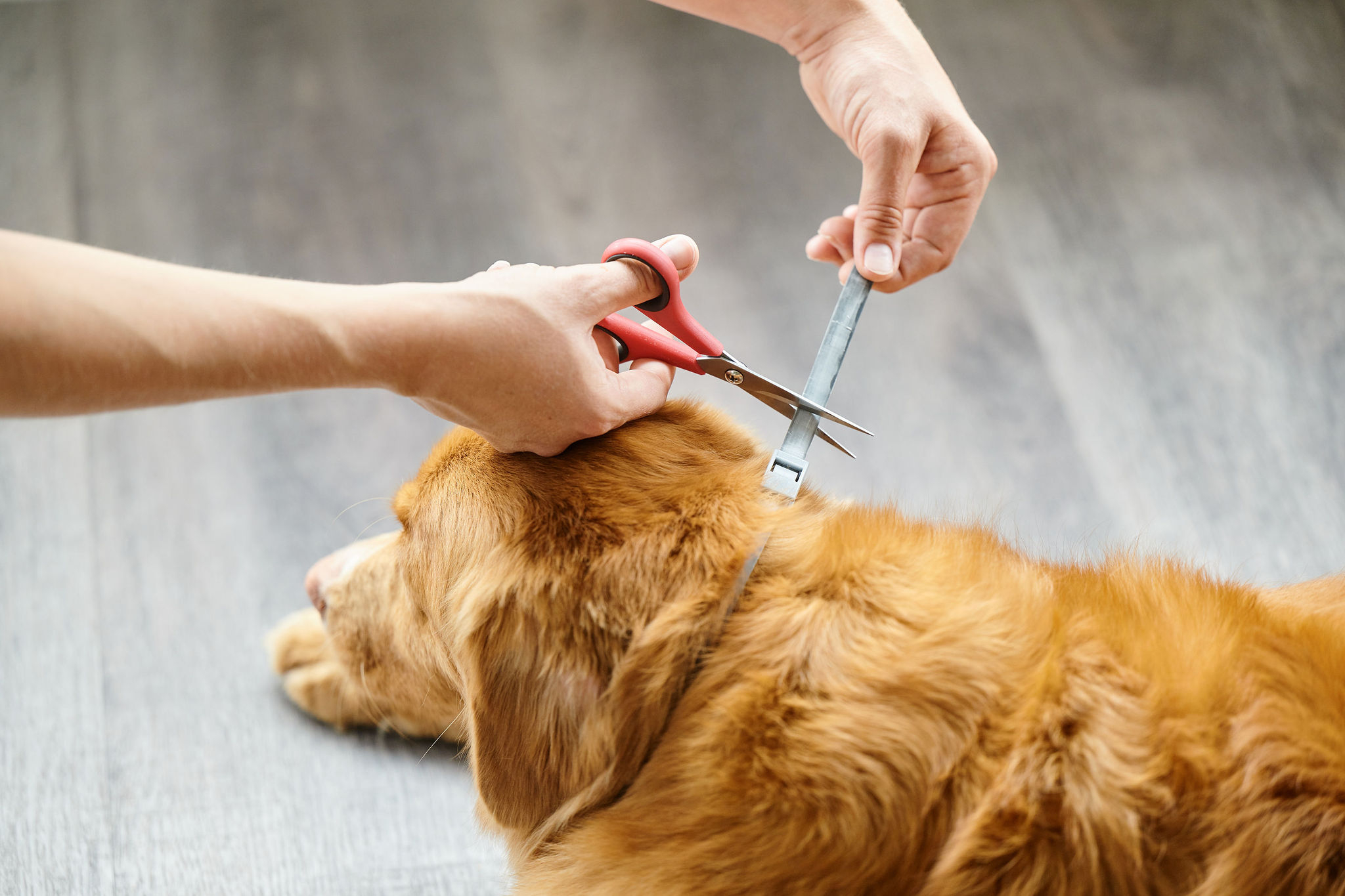 Canishield® nyakörv (48 cm)