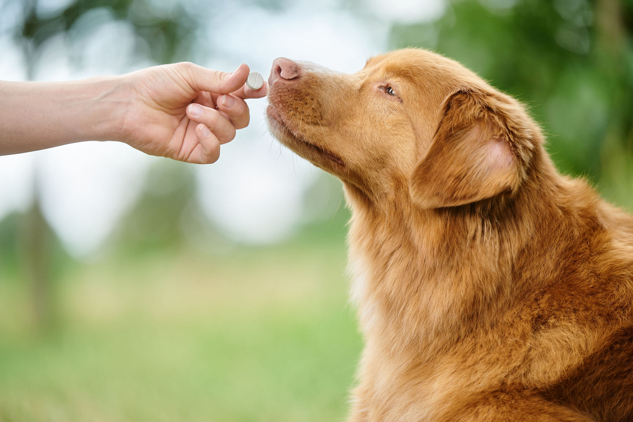 Friss lehelet tabletta