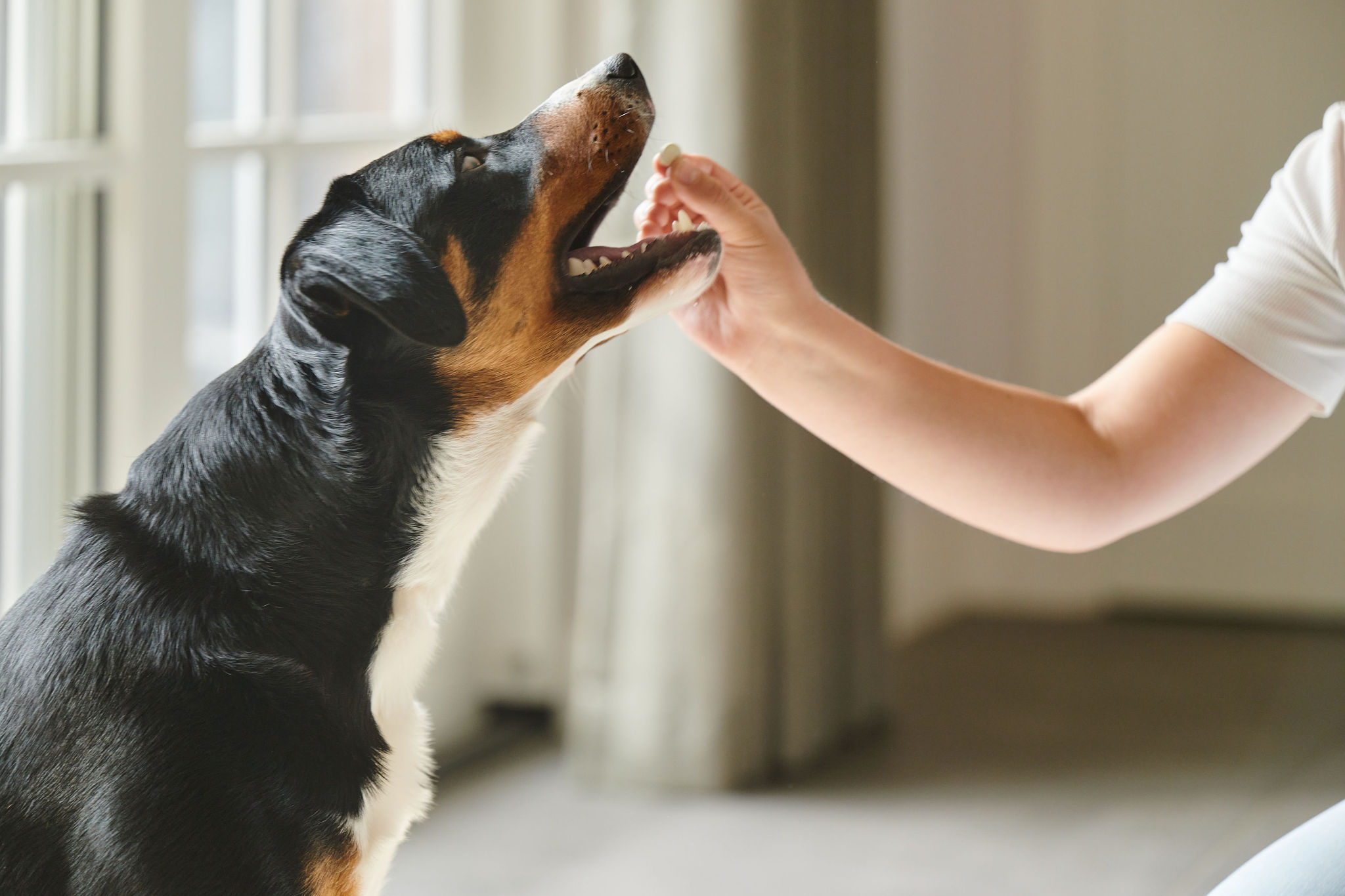 Friss lehelet tabletta