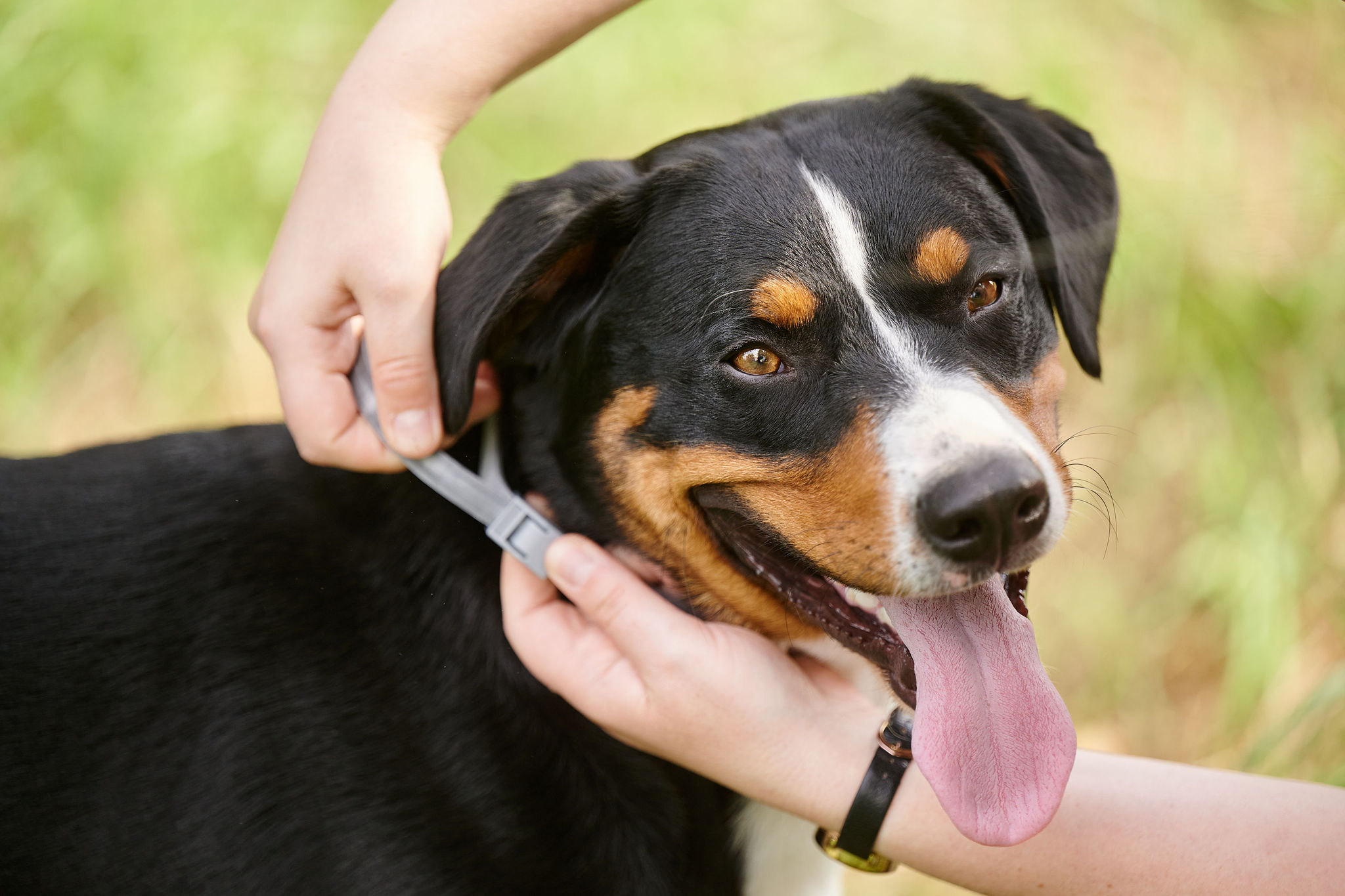 Canishield® nyakörv (48 cm)