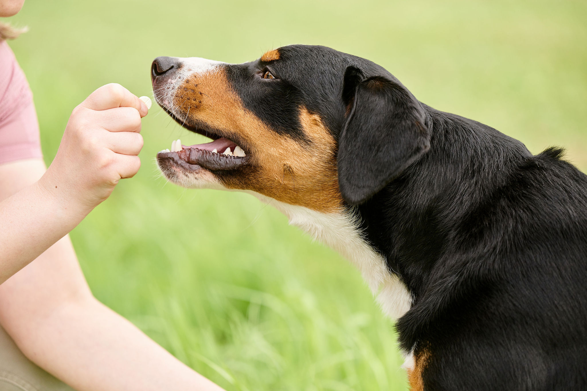 Friss lehelet tabletta