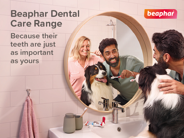 Fogkefe kutyáknak és macskáknak