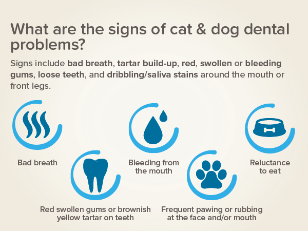 Fogkrém máj ízesítéssel