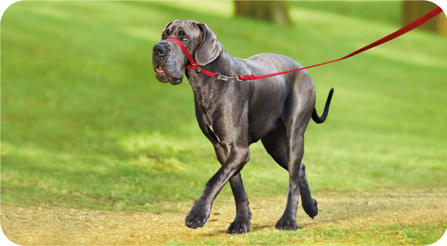 Gentle Leader® fejhám nagytestű kutyáknak (fekete)