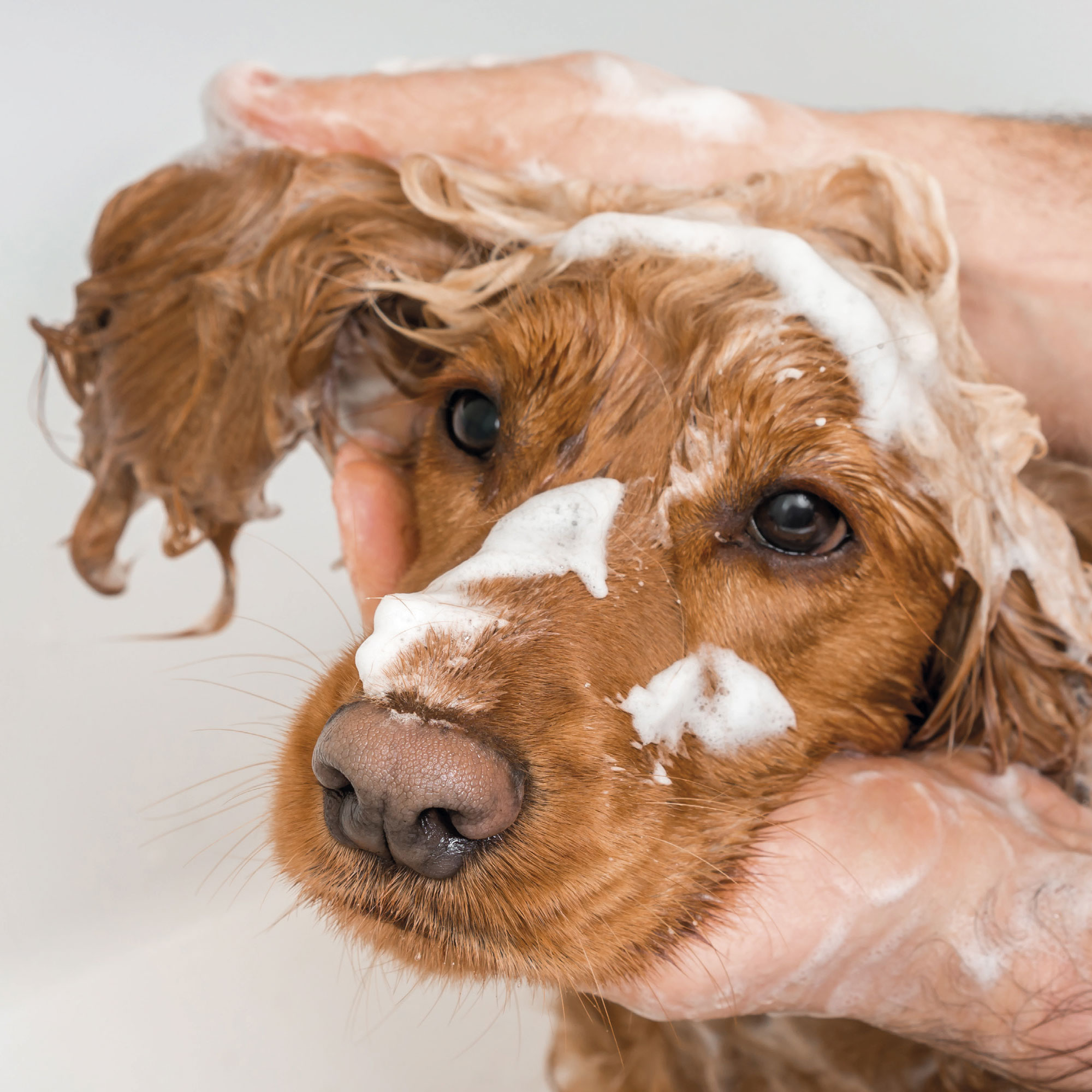 SHAMPOO BROWN DOG 250ML - od jasnej do ciemnej sierści dla psów