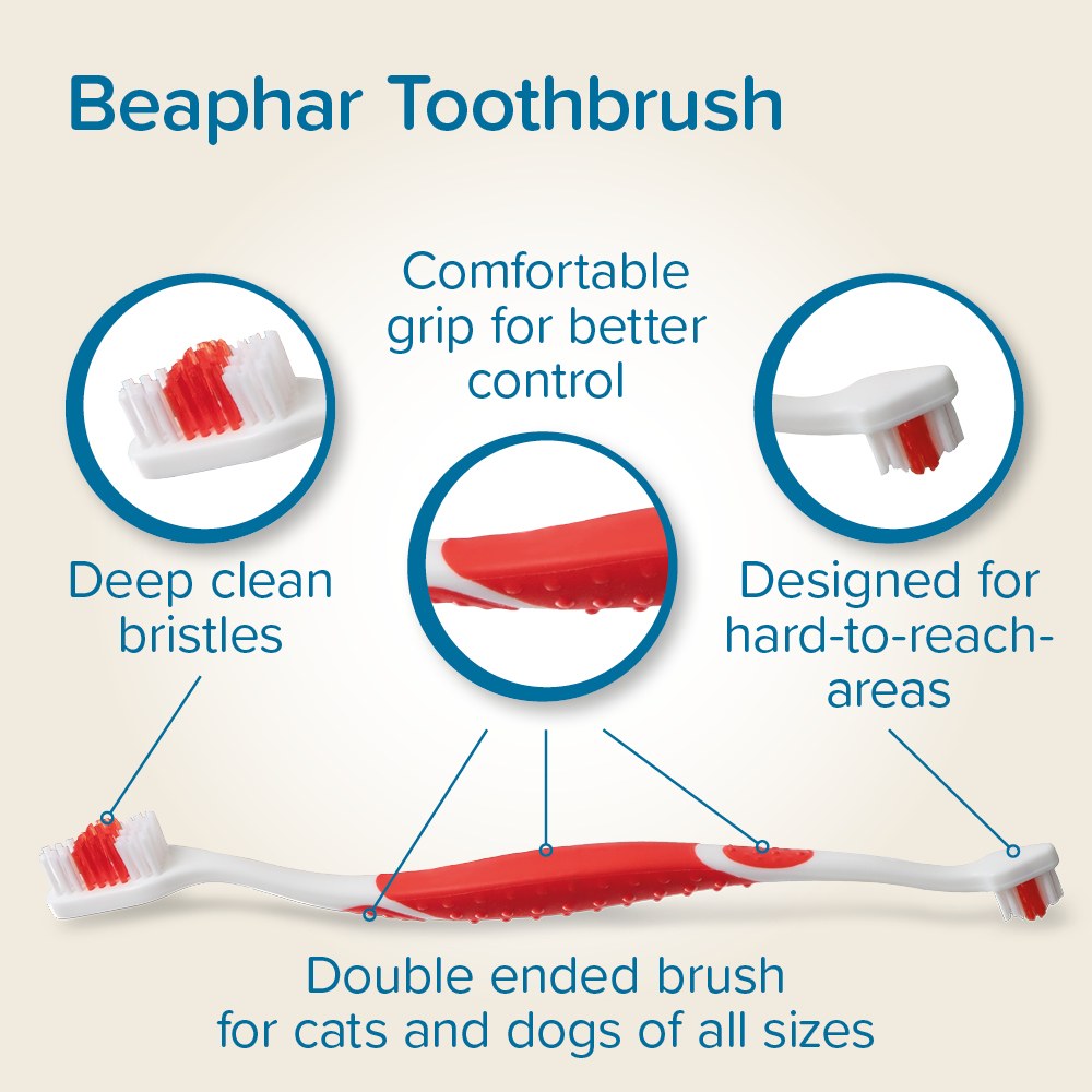 Fogkefe kutyáknak és macskáknak