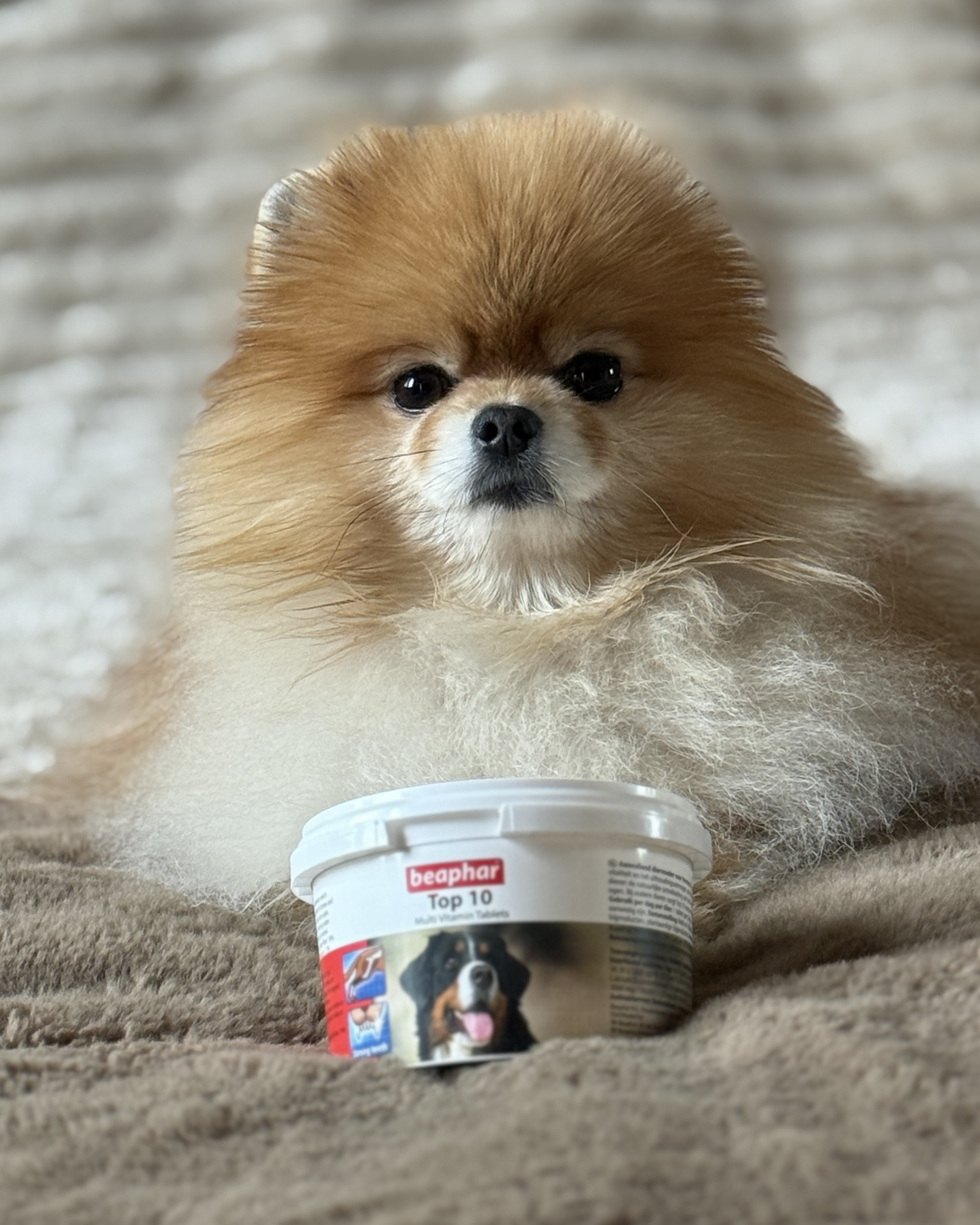 TOP 10 multivitamin tabletta kutyáknak